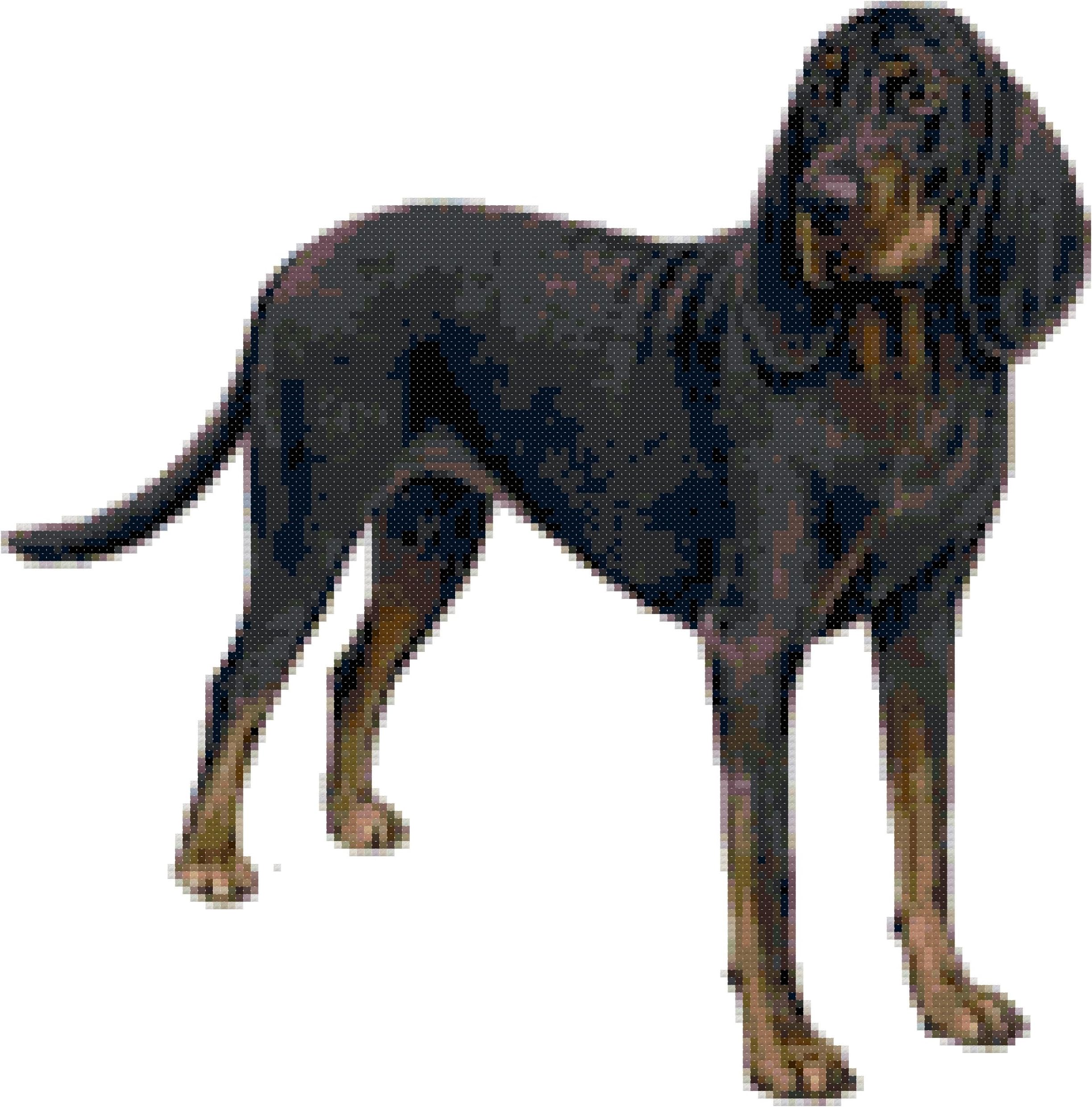 Black and Tan Coonhound Dog Counted Cross Stitch Pattern