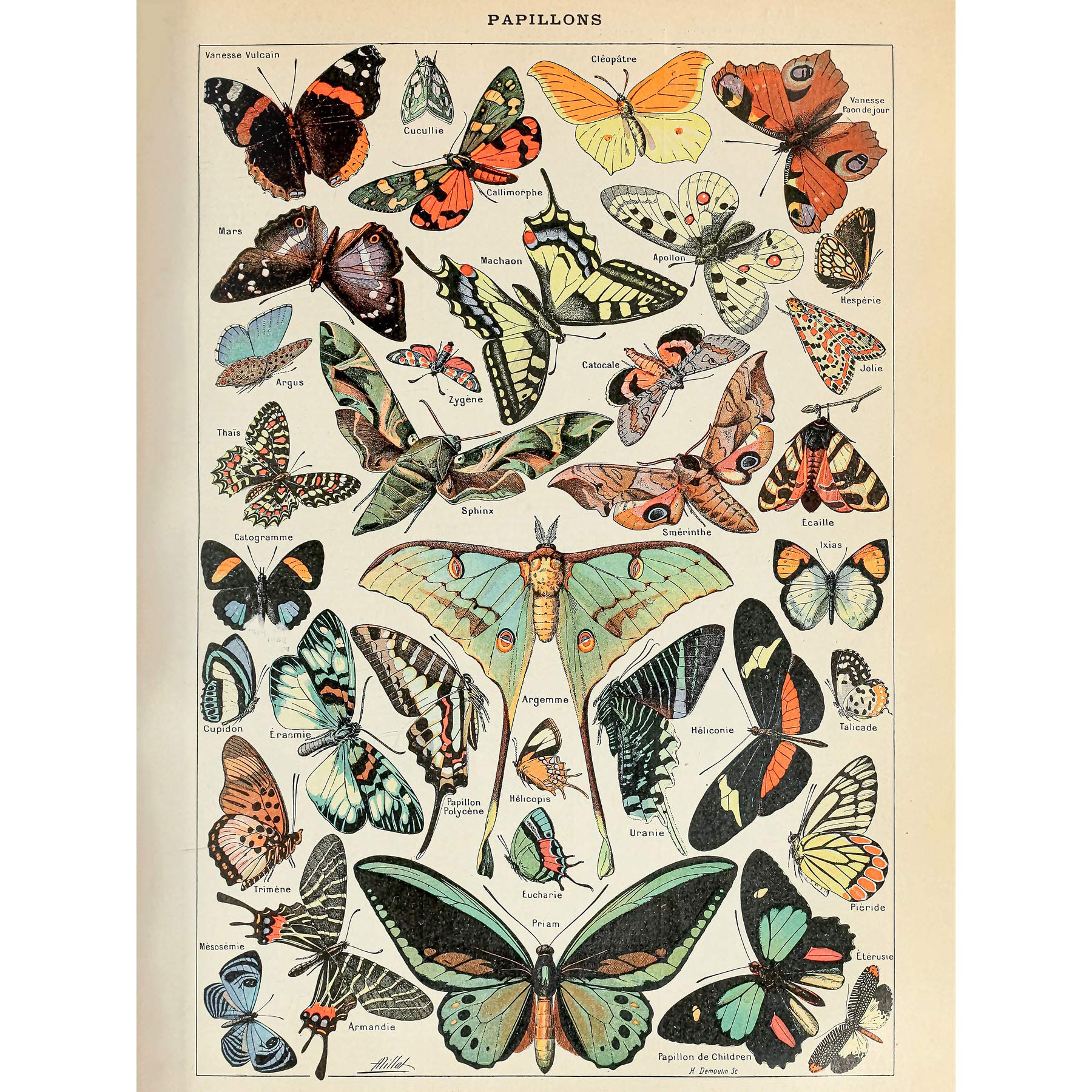 Artery8 Millot Encyclopedia Page Variety Butterflies Premium Wall Art Canvas Print 18X24 Inch