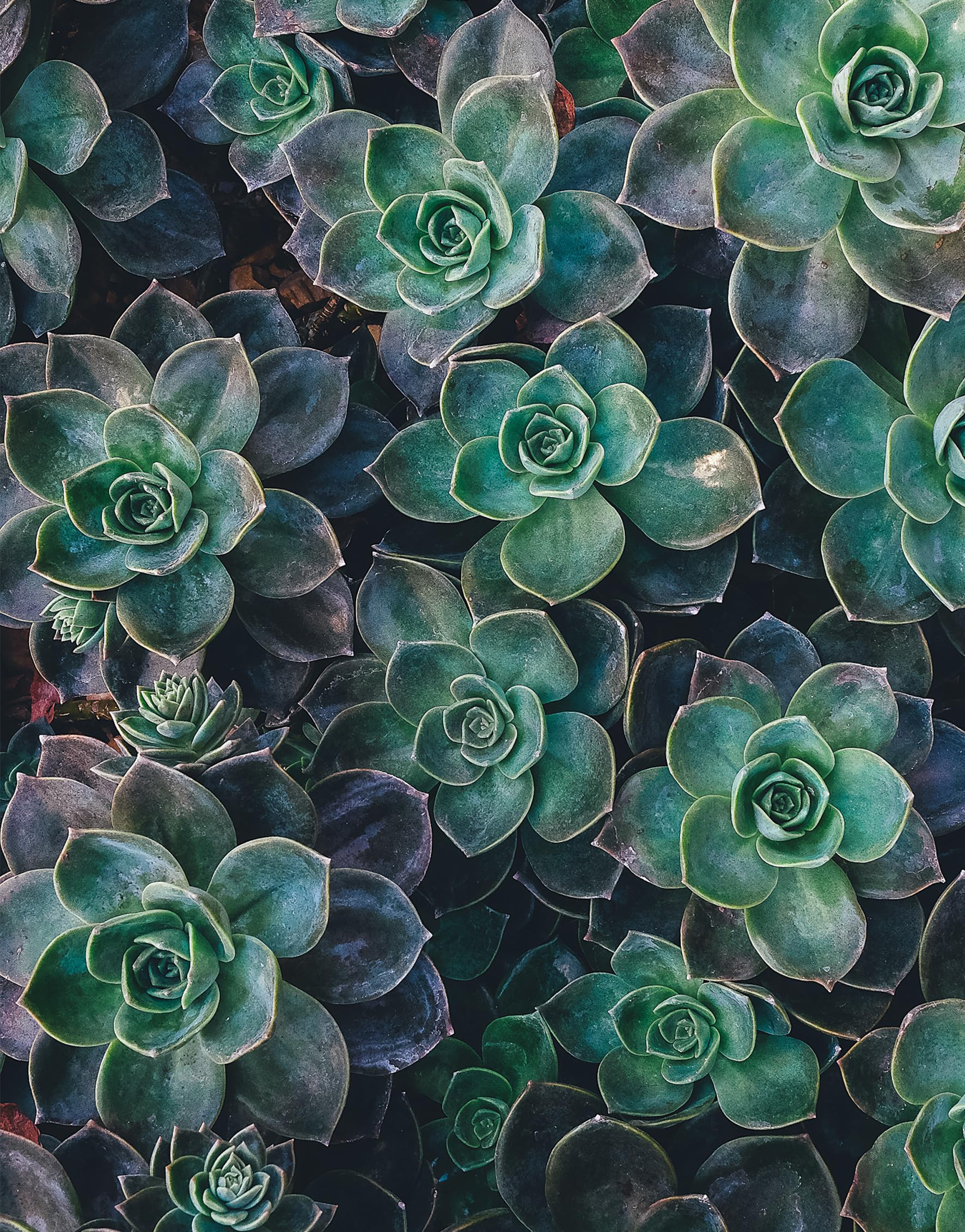 Floramour: Succulents / Sukkulenten /anglais