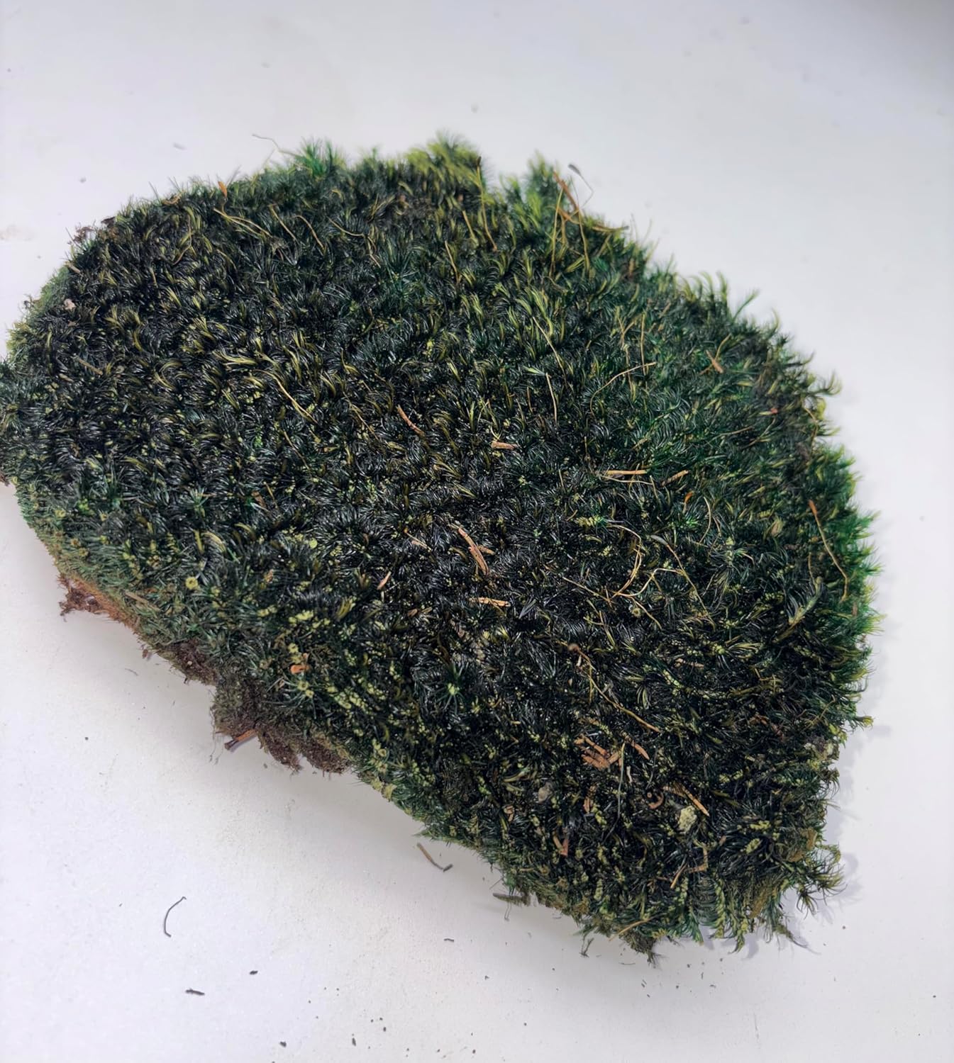 Preserved Mood Moss,Neptune 2LB, Natural Hand-Preserved, for Moss Art, Walls, Terrariums, Floral Arrangements, Interior Design Projects