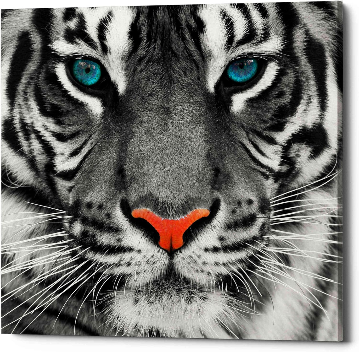 Epic Graffiti 'Thrill of the Tiger' Canvas Wall Art, 12"x12"