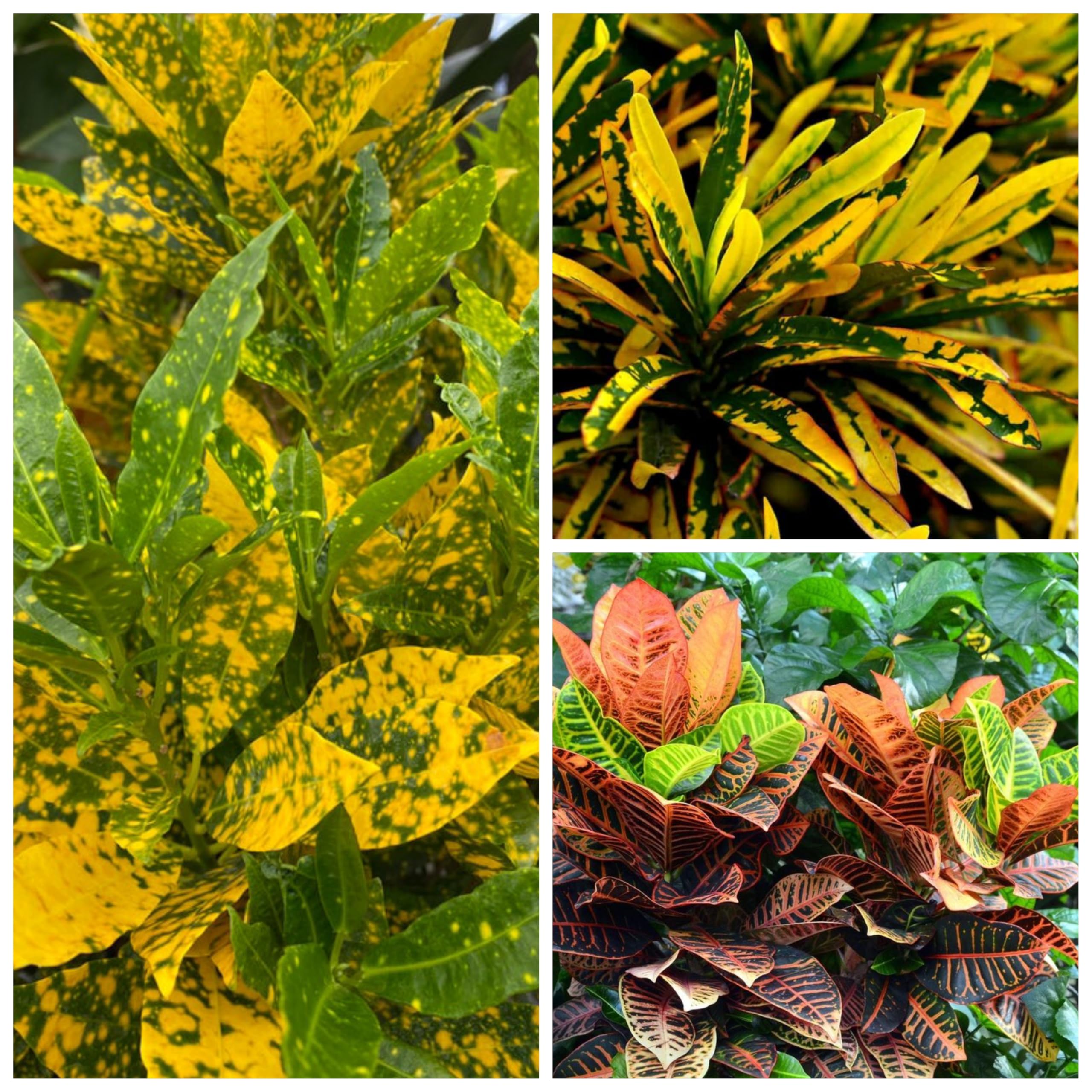 OIHOLO Croton Plants Multicoloured | combo 3 | Live plants | Plants, Indoor & Outdoor Plants |indoor,Croton plants | inoor outdoor pack of 3 Outdoor Living > Plants |Outdoor Plants |Hedges & Shrubs
