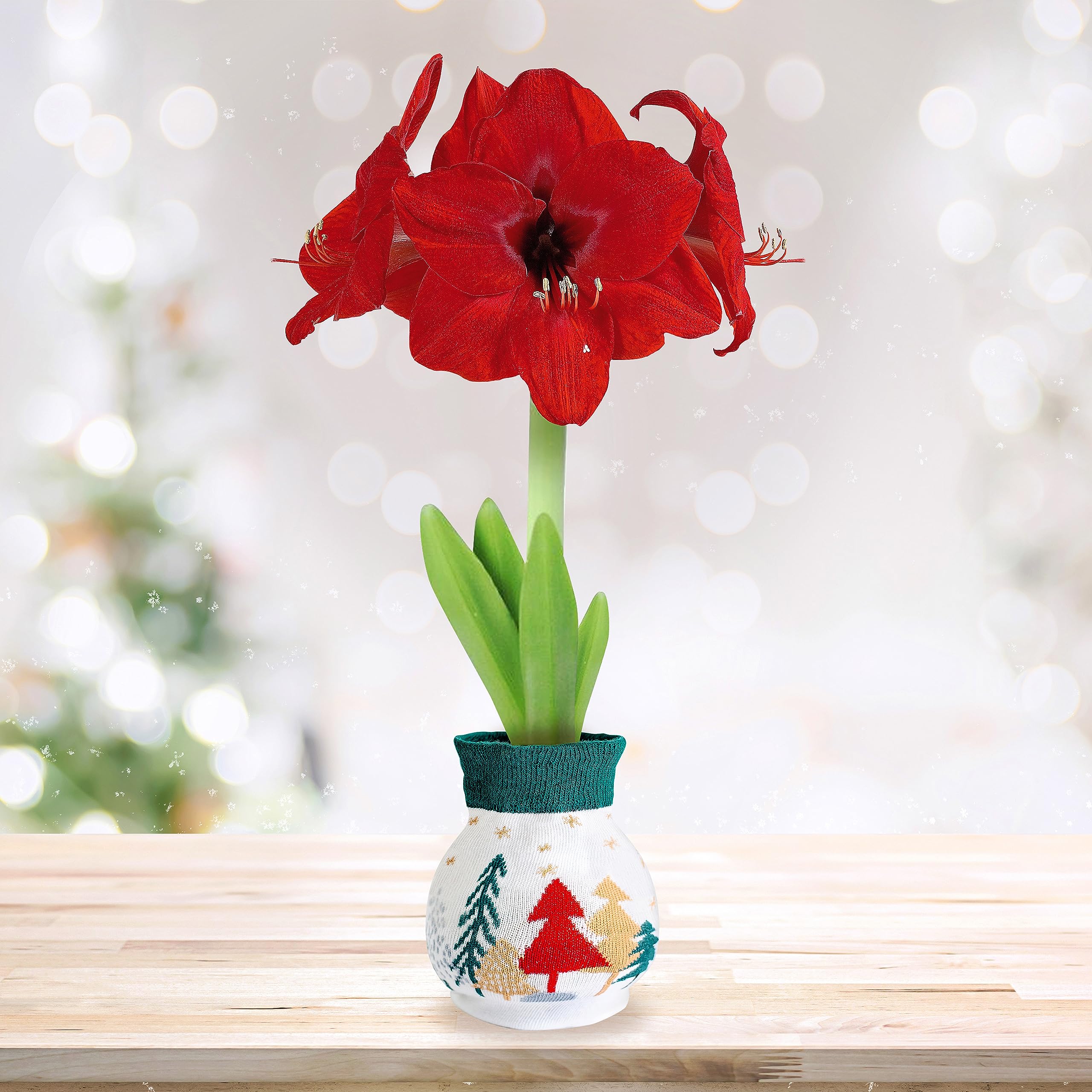 Amazon.com : Garden State Bulb Trees Sweater Amaryllis Flower Bulb
