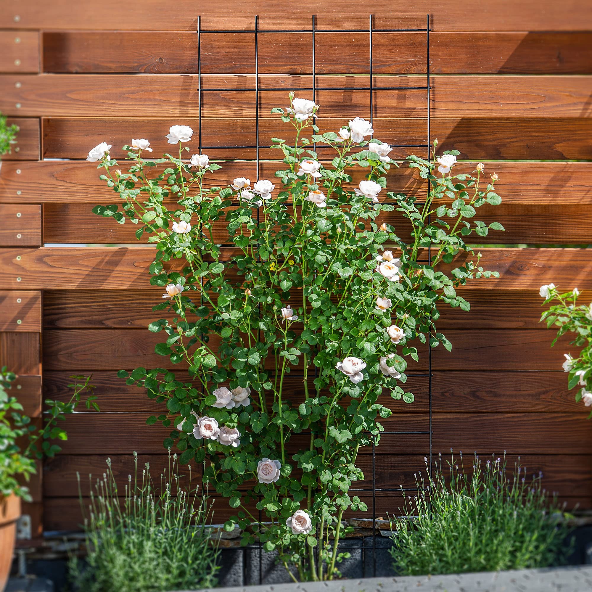 KADAX Trellis, klimhulp van staal, wandrooster voor planten, tuin, balkon, terras, draadrooster, klimhulp, plantenrooster, wandbevestiging, zwart (65 x 170 cm