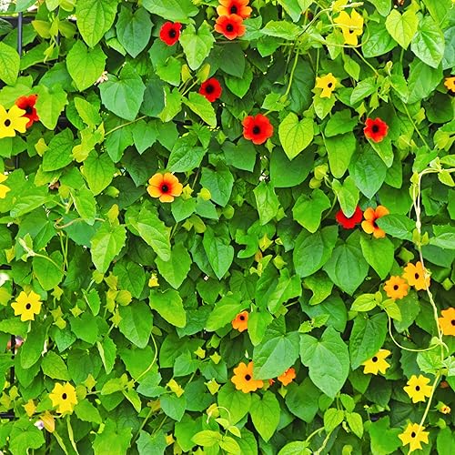 Miniatura 5 de Park Seed Semillas de vid Susan de ojos negros, vid floreciente tupida, paquete de 25 semillas