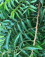 Vista 3 de Hojas frescas de neem, 50-60 hojas, Lila india, Nimba, Nim, Azadirachta Indica