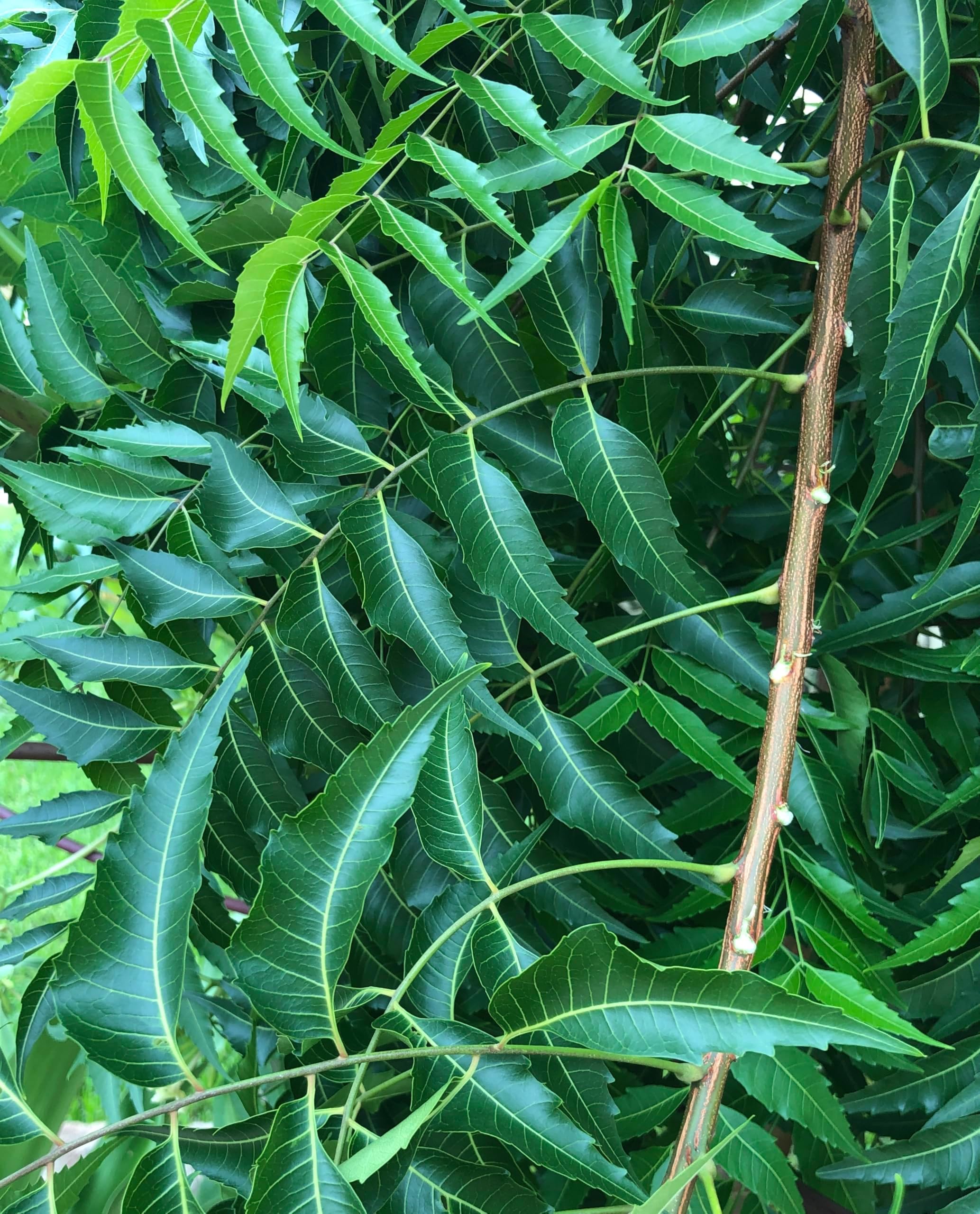 Fresh Neem Leaves (50) Margosa, Azadirachta Indica, Indian Lilac, nim, el nimbo de la India | Caffeine-Free Tea Use| Herbal Remedy |Handpicked, 100% Natural, Pesticide-Free, Non-GMO Certified Fresh From Florida