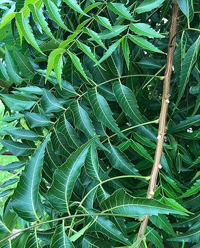 Miniatura 3 de Hojas frescas de neem, 50-60 hojas, Lila india, Nimba, Nim, Azadirachta Indica