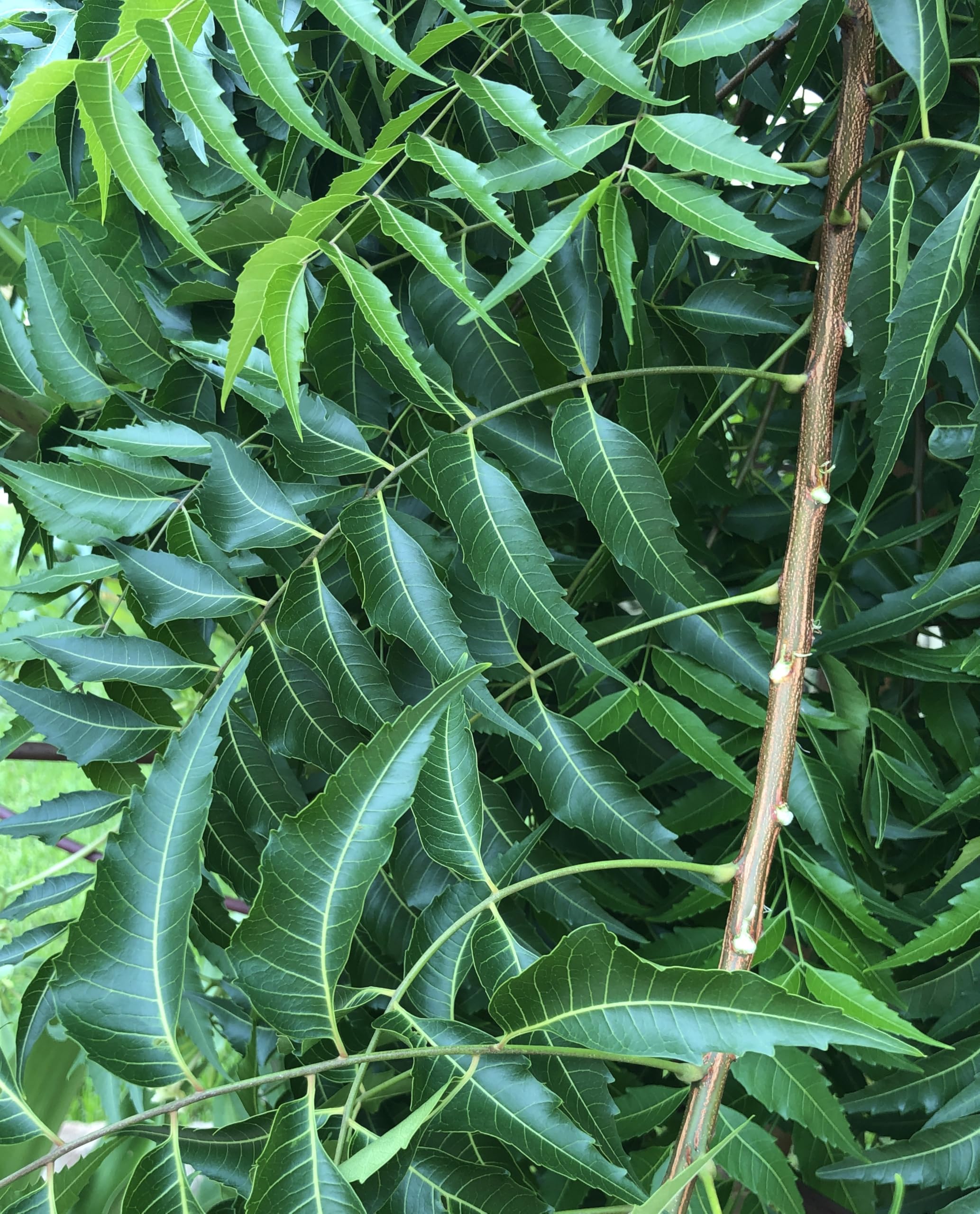 Fresh Neem Leaves (50) Margosa, Azadirachta Indica, Indian Lilac, nim, el nimbo de la India | Caffeine-Free Tea Use| Herbal Remedy |Handpicked, 100% Natural, Pesticide-Free, Non-GMO Certified Fresh From Florida