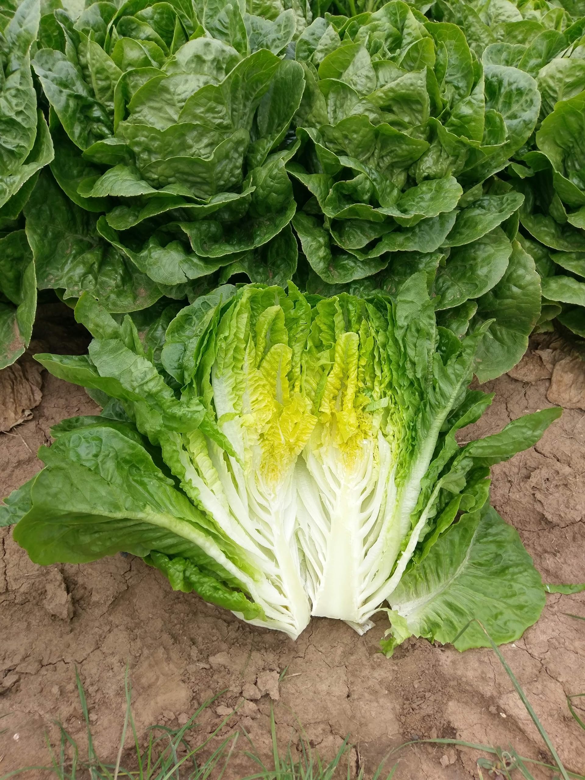 Image secondaire de Graines de Laitue Mini Romaine Xanadu (Type Sucrine) - 0,5 grammes