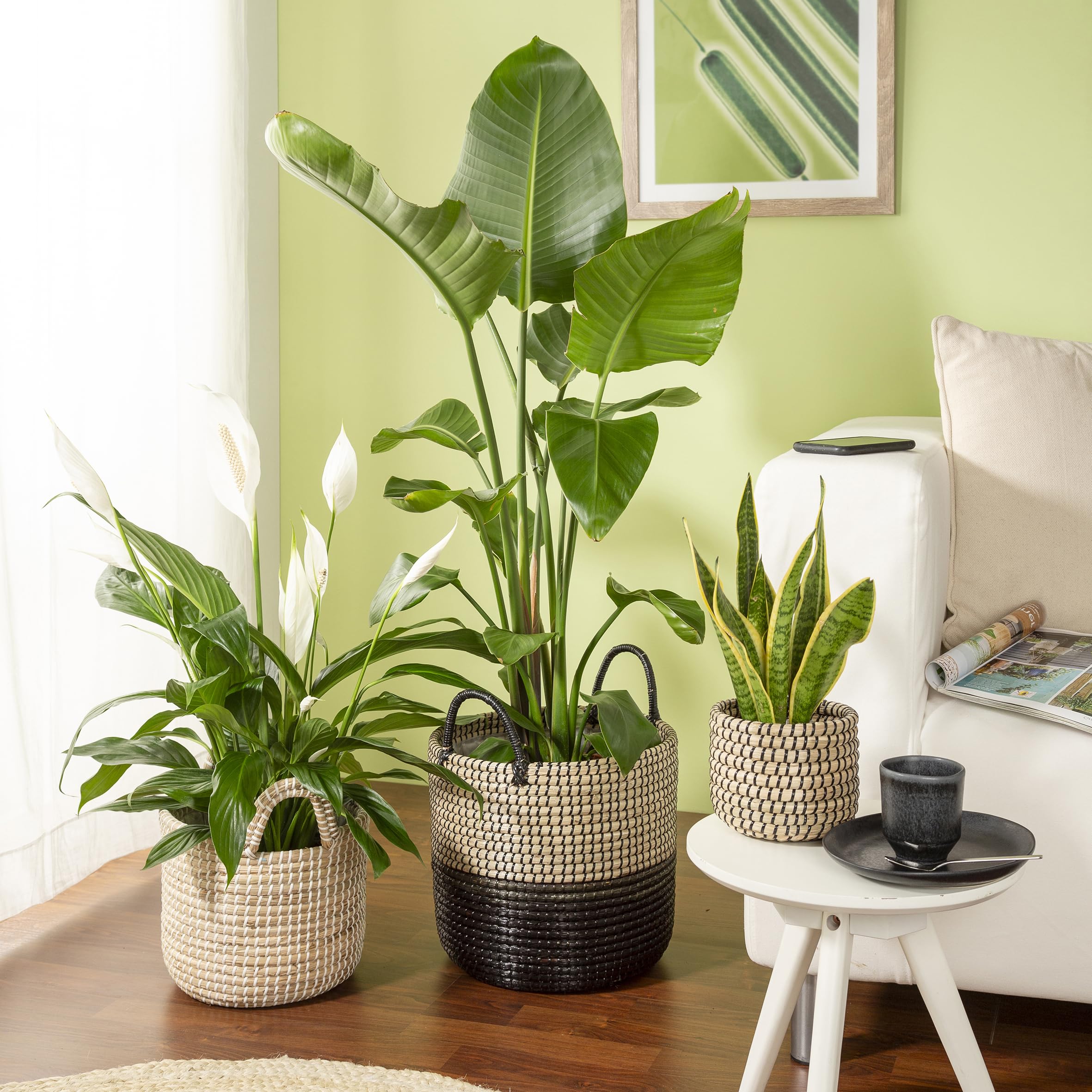 Scheurich Jonc de mer 27 - Jardinière en osier avec poignées en jonc de mer - Couleur : noir naturel - Diamètre : 27 cm - Hauteur : 23,5 cm - Volume : 13,1 l