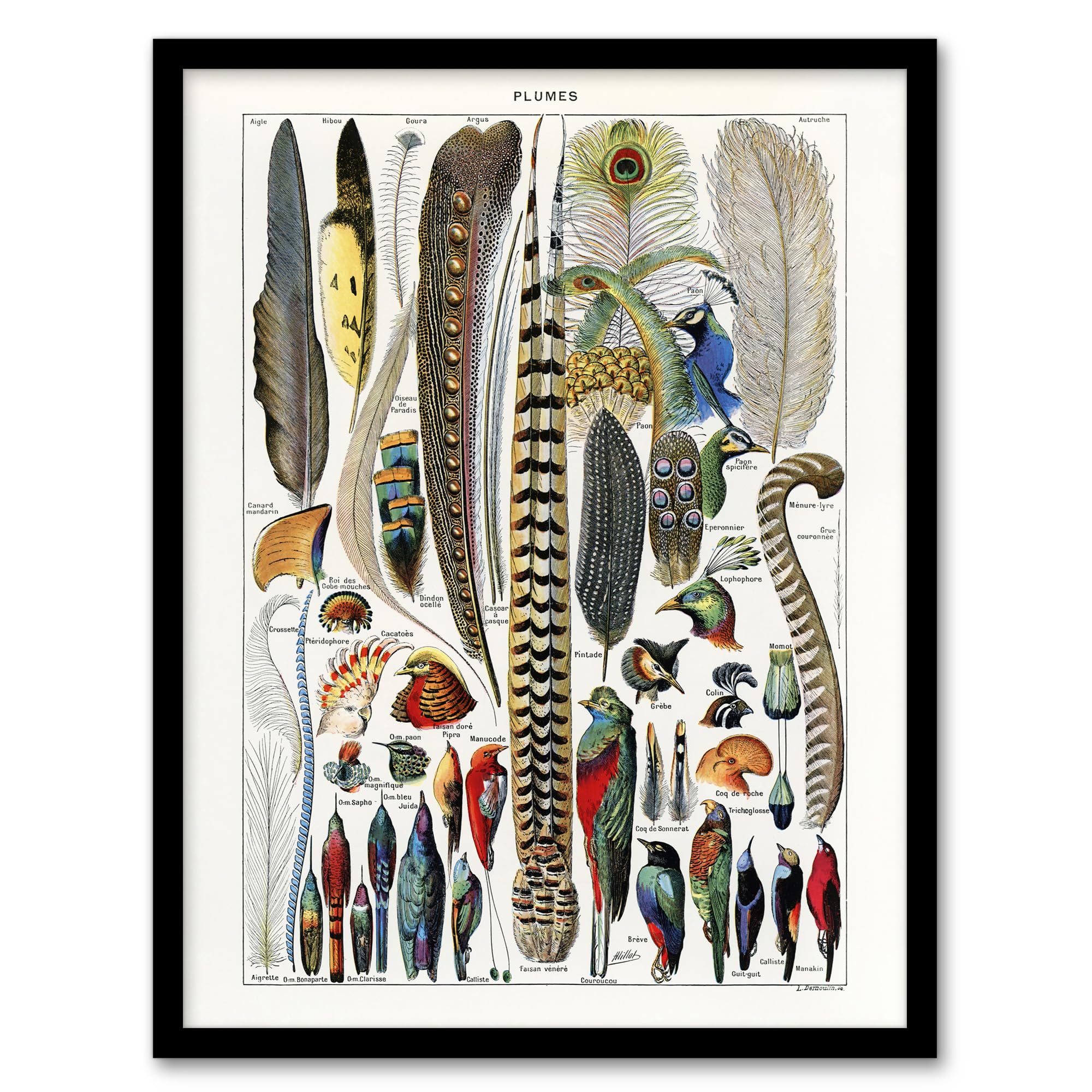 B&Q -  Adolphe Millot Framed Wall Art Print Plumes Exotic Bird FeathersA3 Size