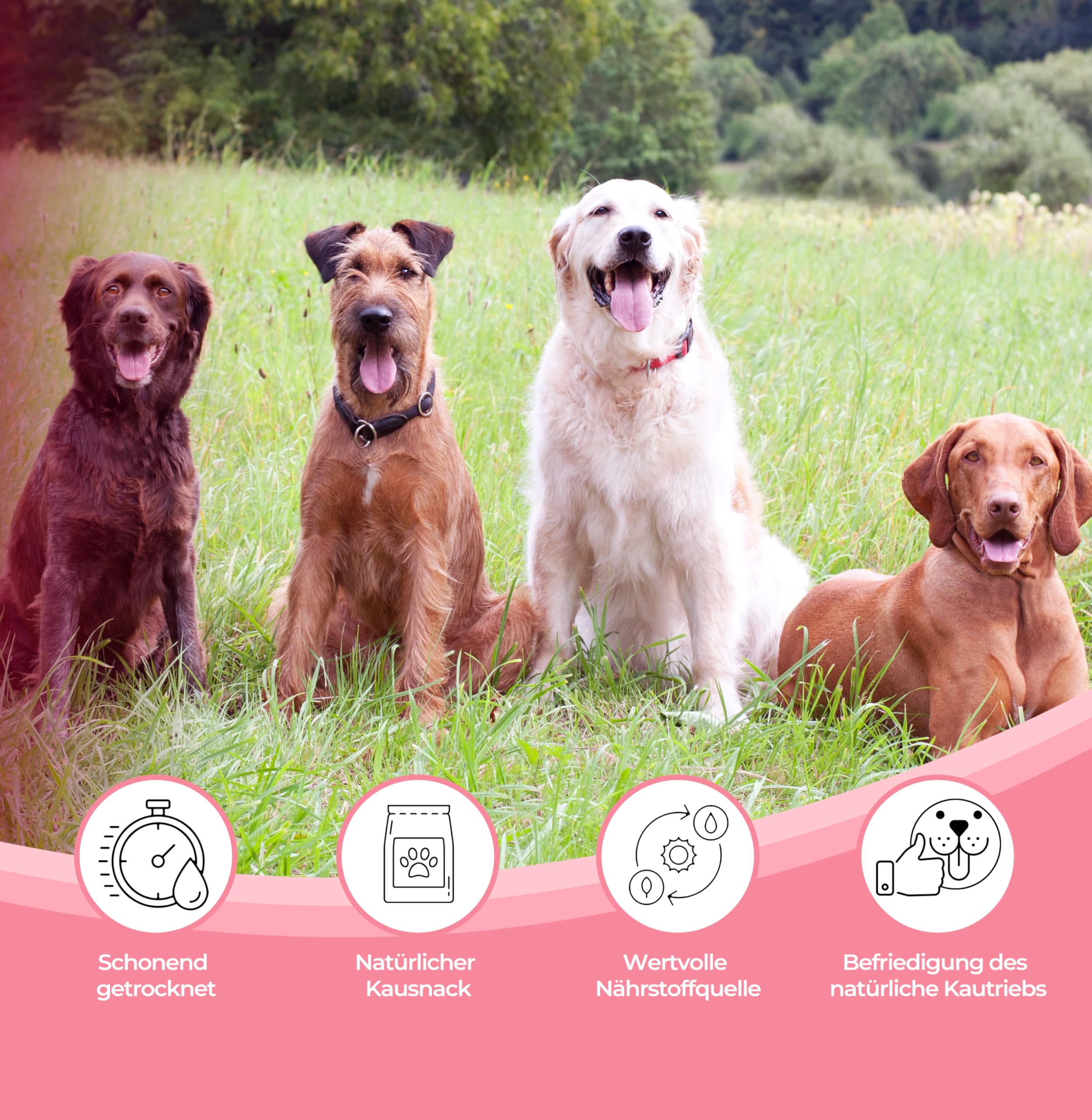 Oreilles de porc séchées naturelles pour chiens – 100 % pur plaisir de mastication, séchage à l'air libre, sans additifs – Friandise idéale pour le nettoyage des dents (100 pièces)