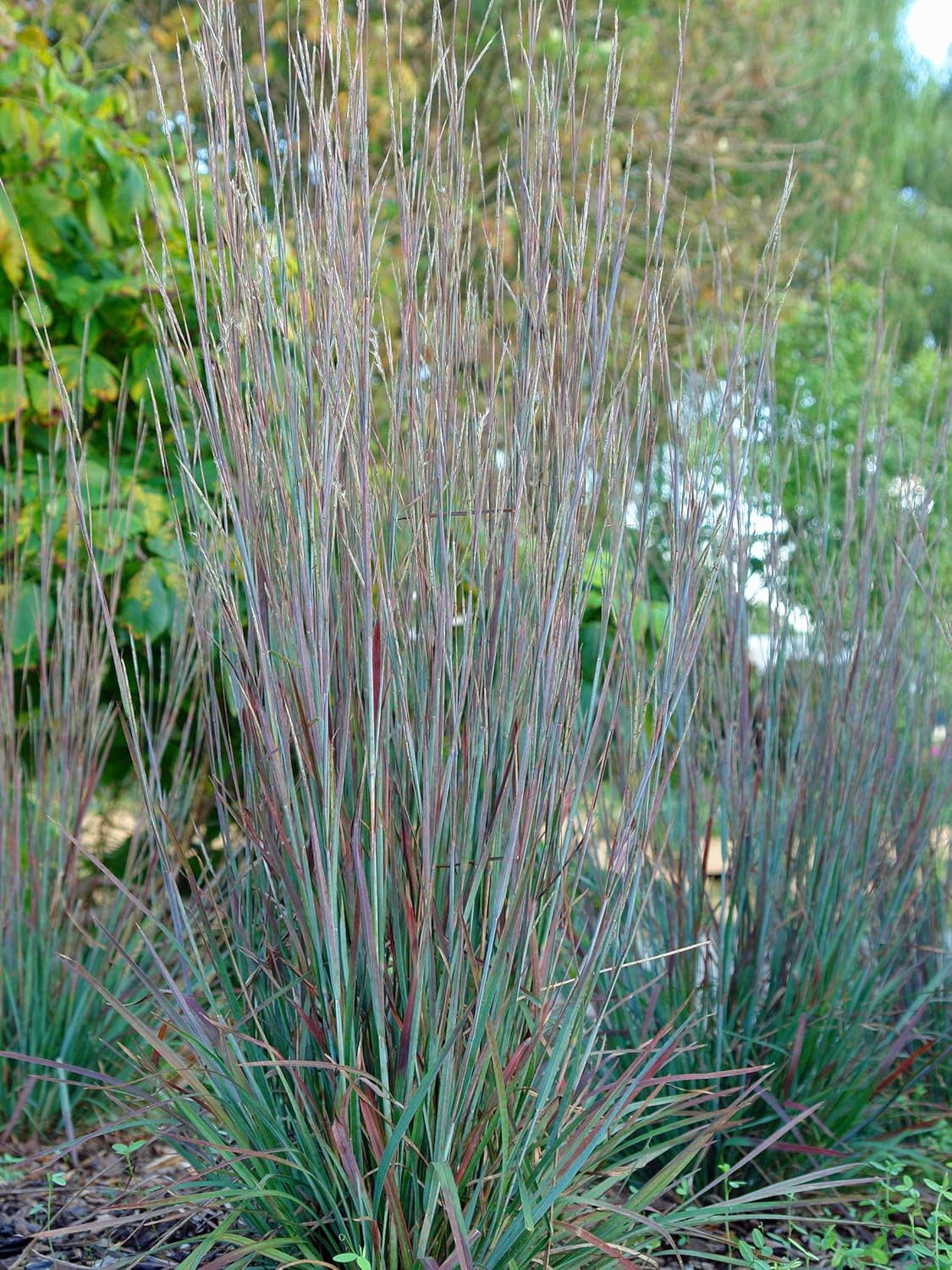 Perennial Farm Marketplace Schizachyrium s. 'Standing Ovation' (Little Bluestem) Ornamental Grass, Size-#2 Container, Bluish Green Foliage