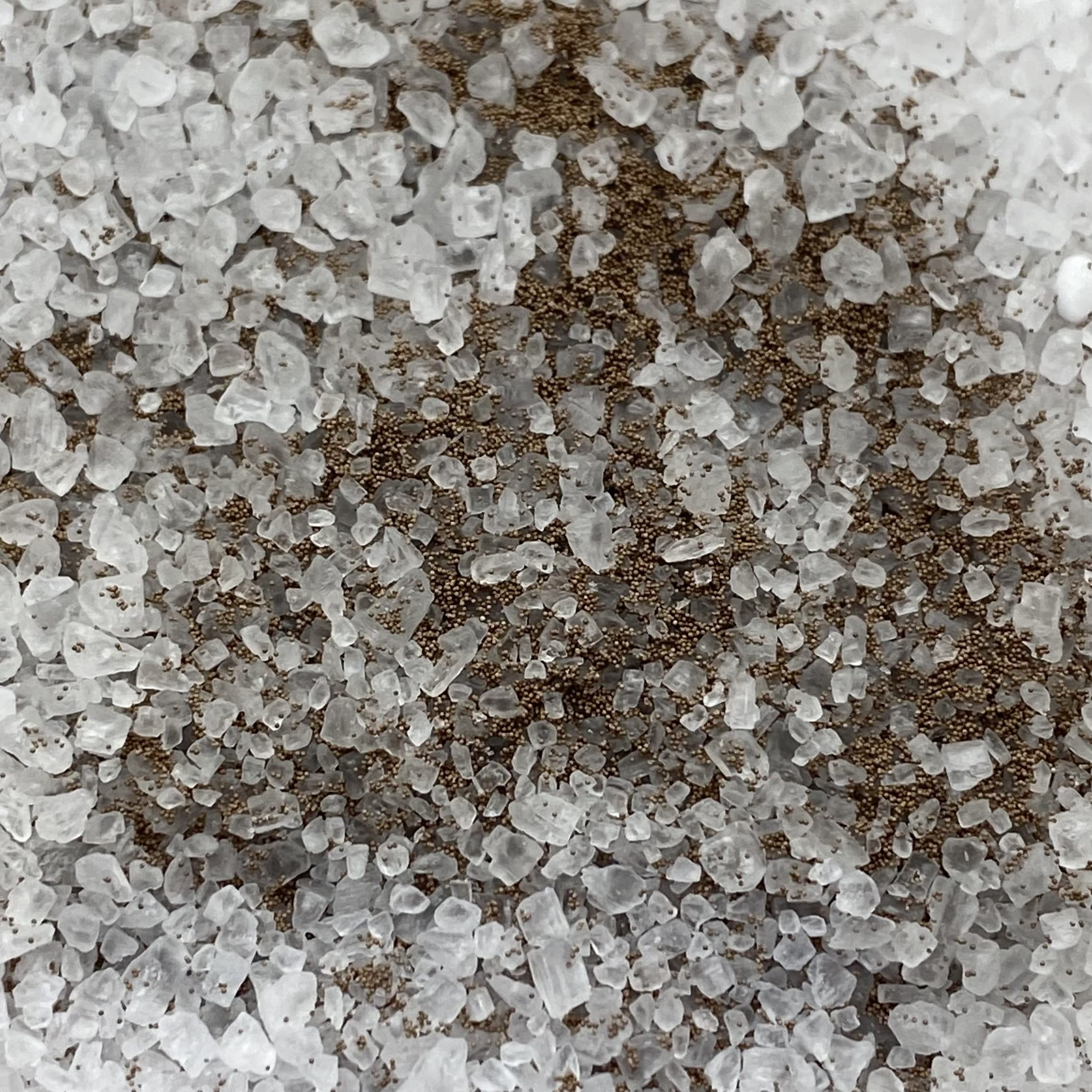 Brine Shrimp Eggs Salt Mix (240g), Artemia Hatching Mix, 8l, 95% Hatch Rate (Superfine Bohai)