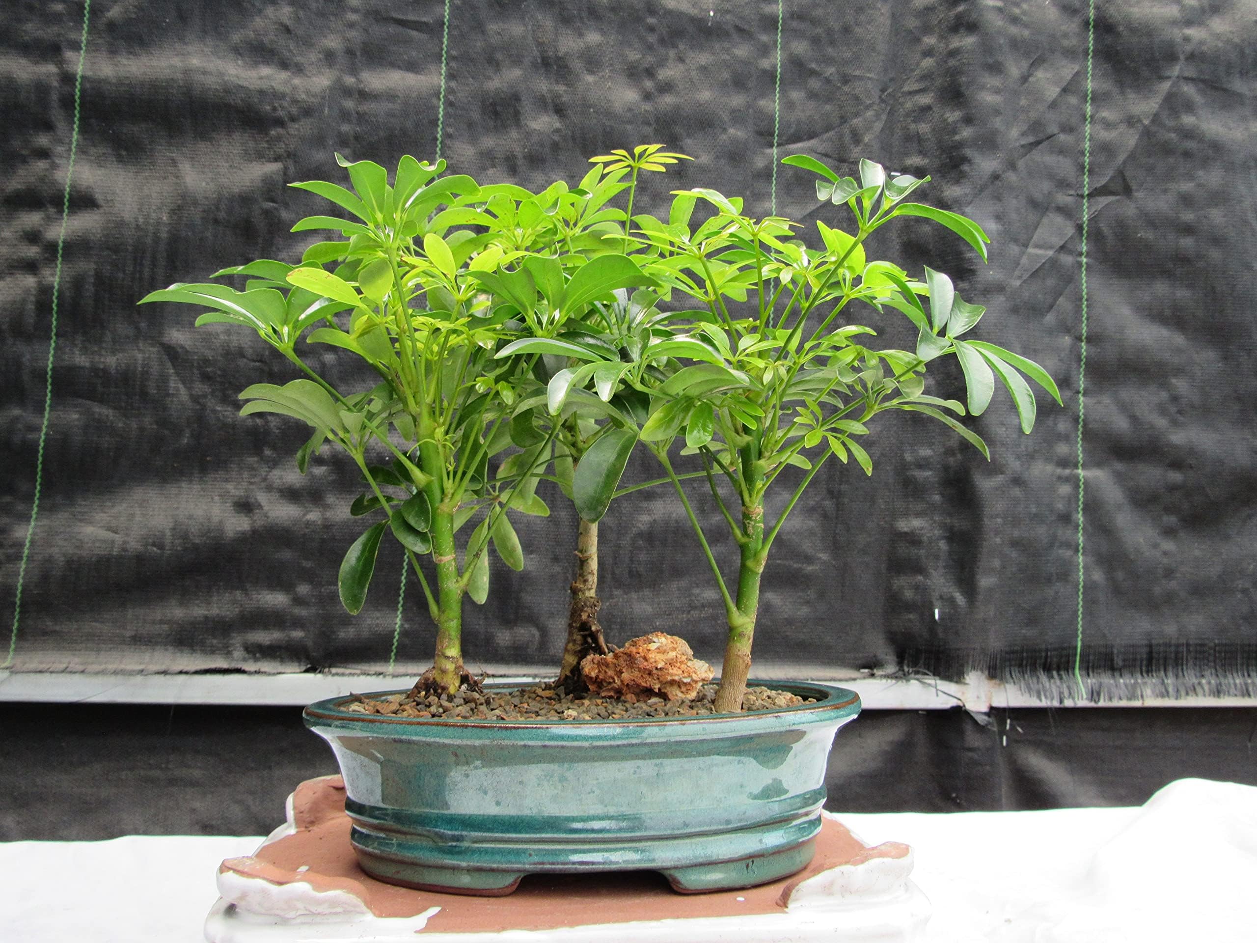 Bonsai Boy's Hawaiian Umbrella Bonsai Tree - 3 Tree Forest Group Arboricola Schefflera