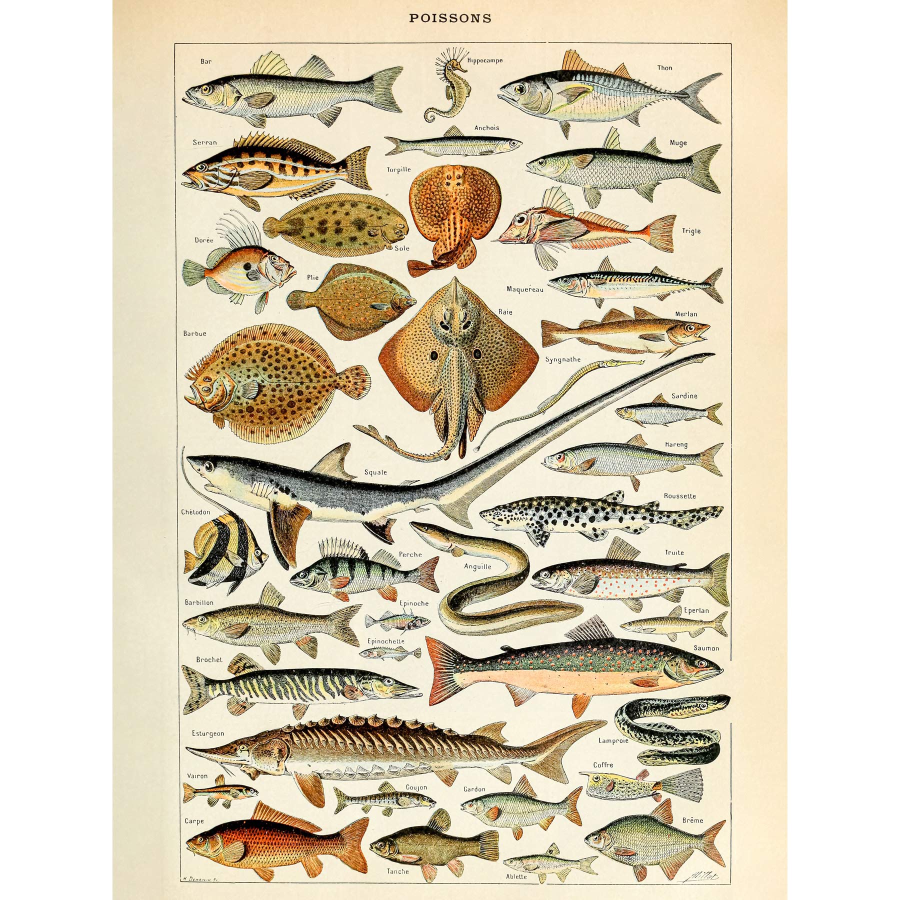 Artery8 Millot Encyclopedia Page Fish Shark Ray Premium Wall Art Canvas Print 18X24 Inch