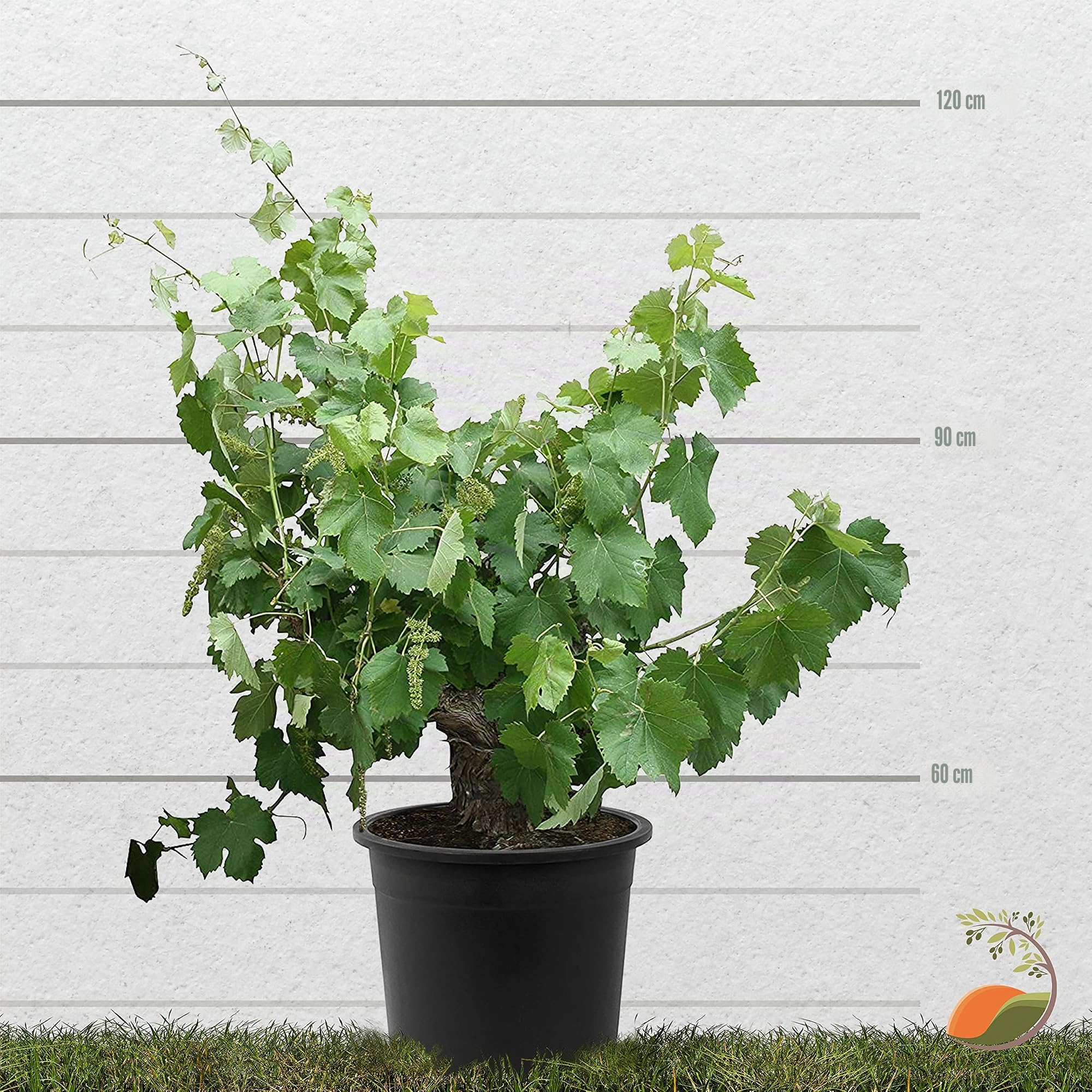 Tropictrees Weinrebe - Vitis Vinifera | alter knorriger Weinstock mit einer Höhe von 120 cm und einem Stammumfang von 25-35 cm | inklusive Topf Durchmesser 33 cm