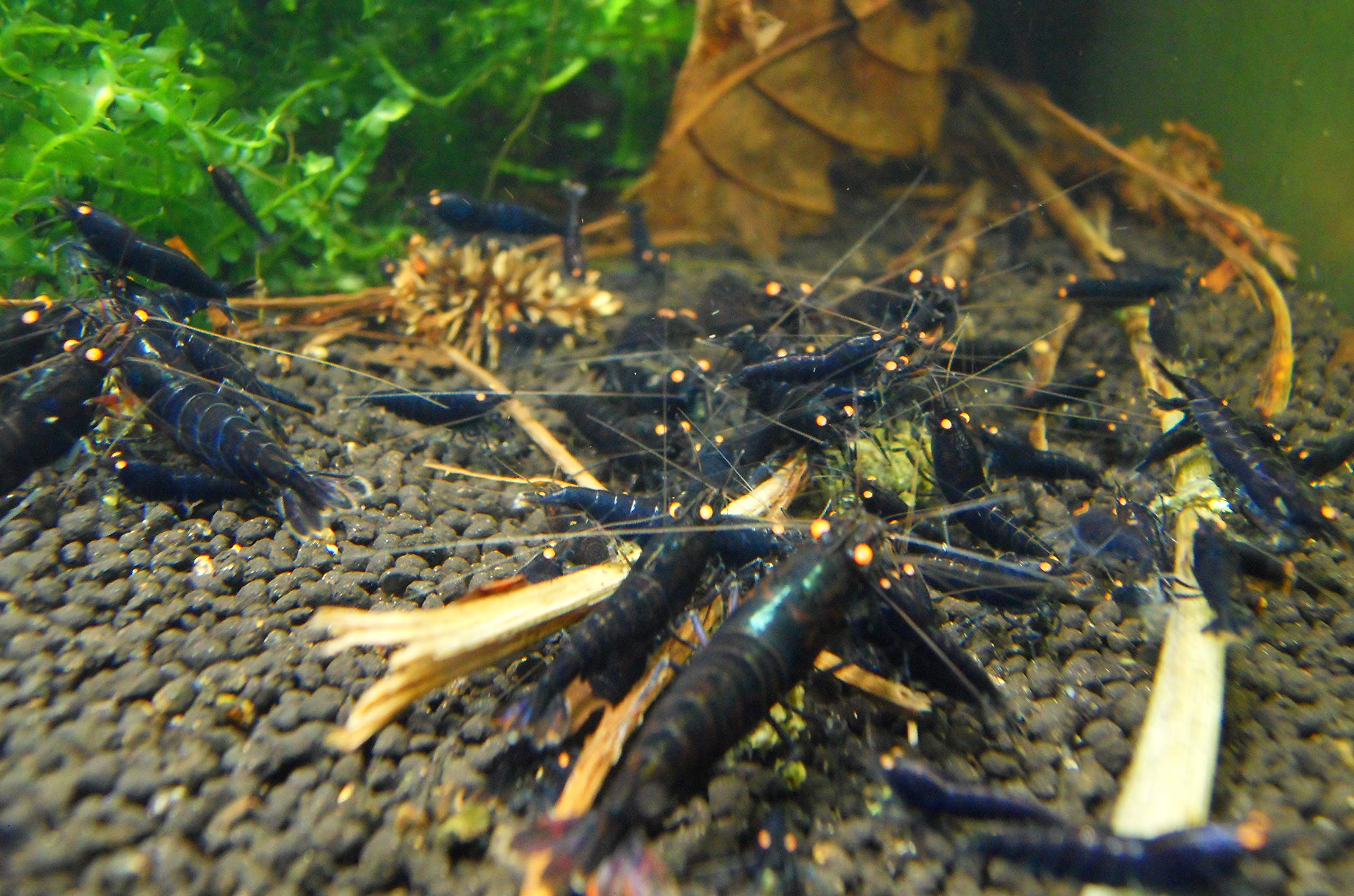 Garnelen Mix Bunte Mischung 10 Stück Shrimpfarm-Frankfurt