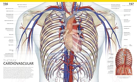 The Complete Human Body, 2nd Edition: The Definitive Visual Guide (DK Human Body Guides)