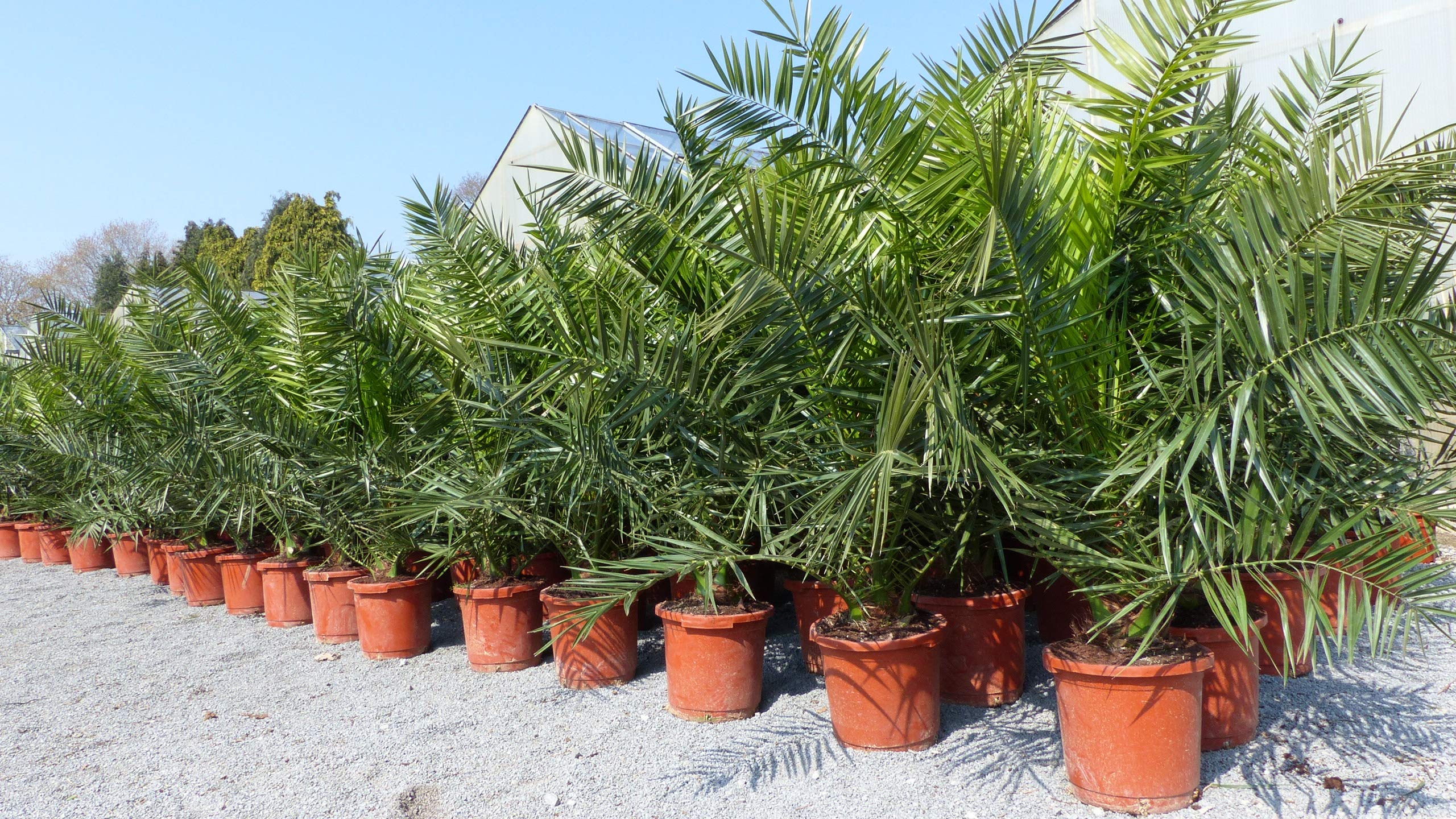 gruenwaren jakubik Kanarische Dattelpalme XXL 140-160 cm – Phoenix Canariensis, Premiumqualität