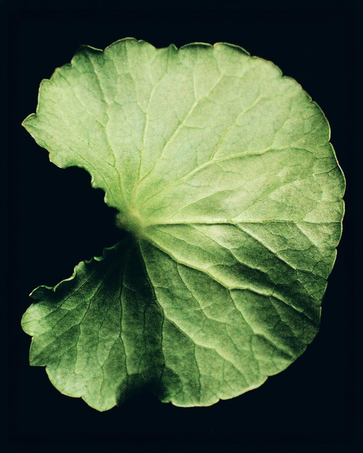 Humanrace 12 Hour Humidifying Face Cream, 2.1 fl oz, Refillable Face Cream - Image 4