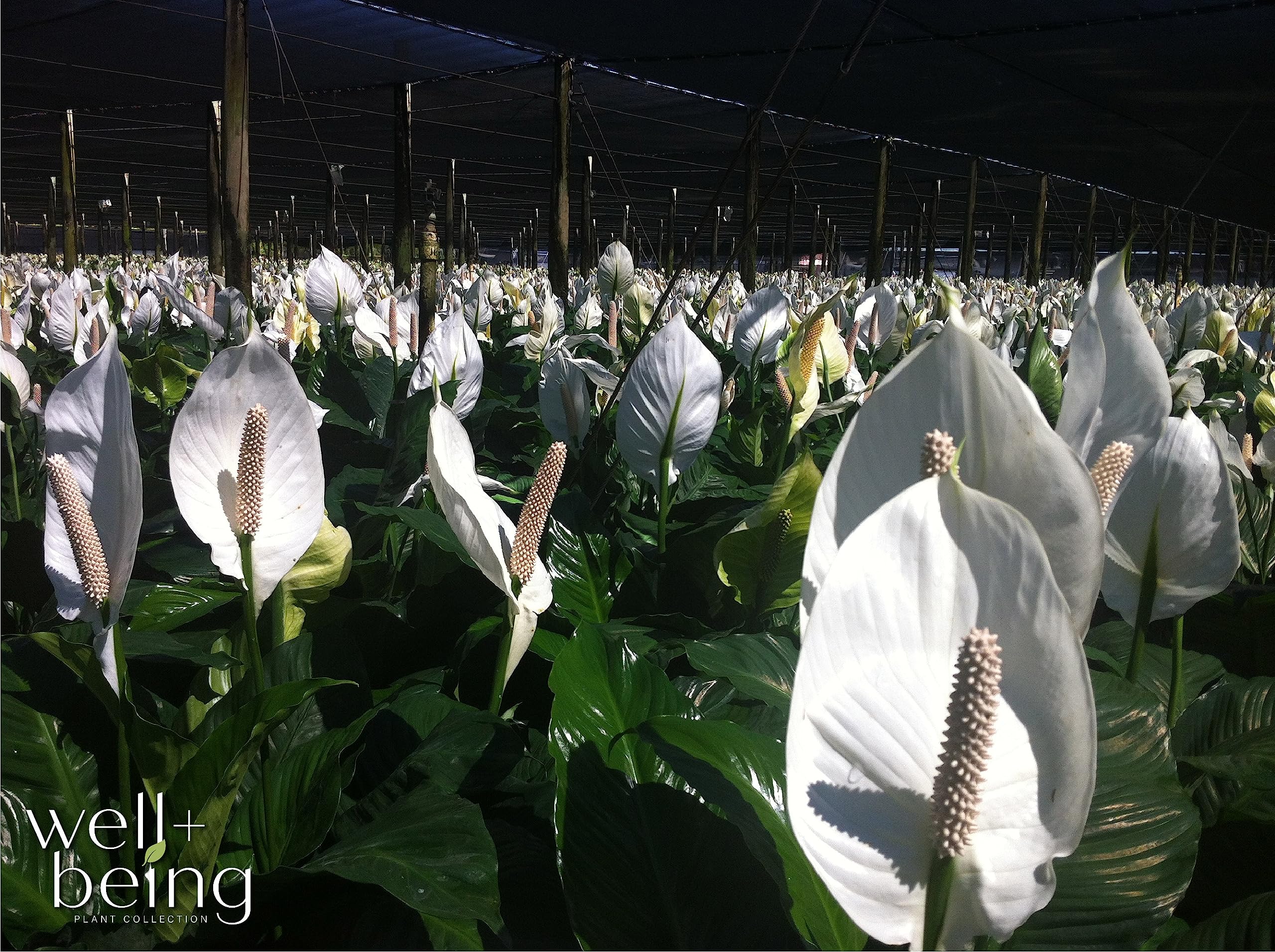 Amazon.com : Nature's Way Farms Spathiphyllum Sweet Pablo Live Plant (25-30  inches Tall) in Growers Pot : Patio, Lawn & Garden