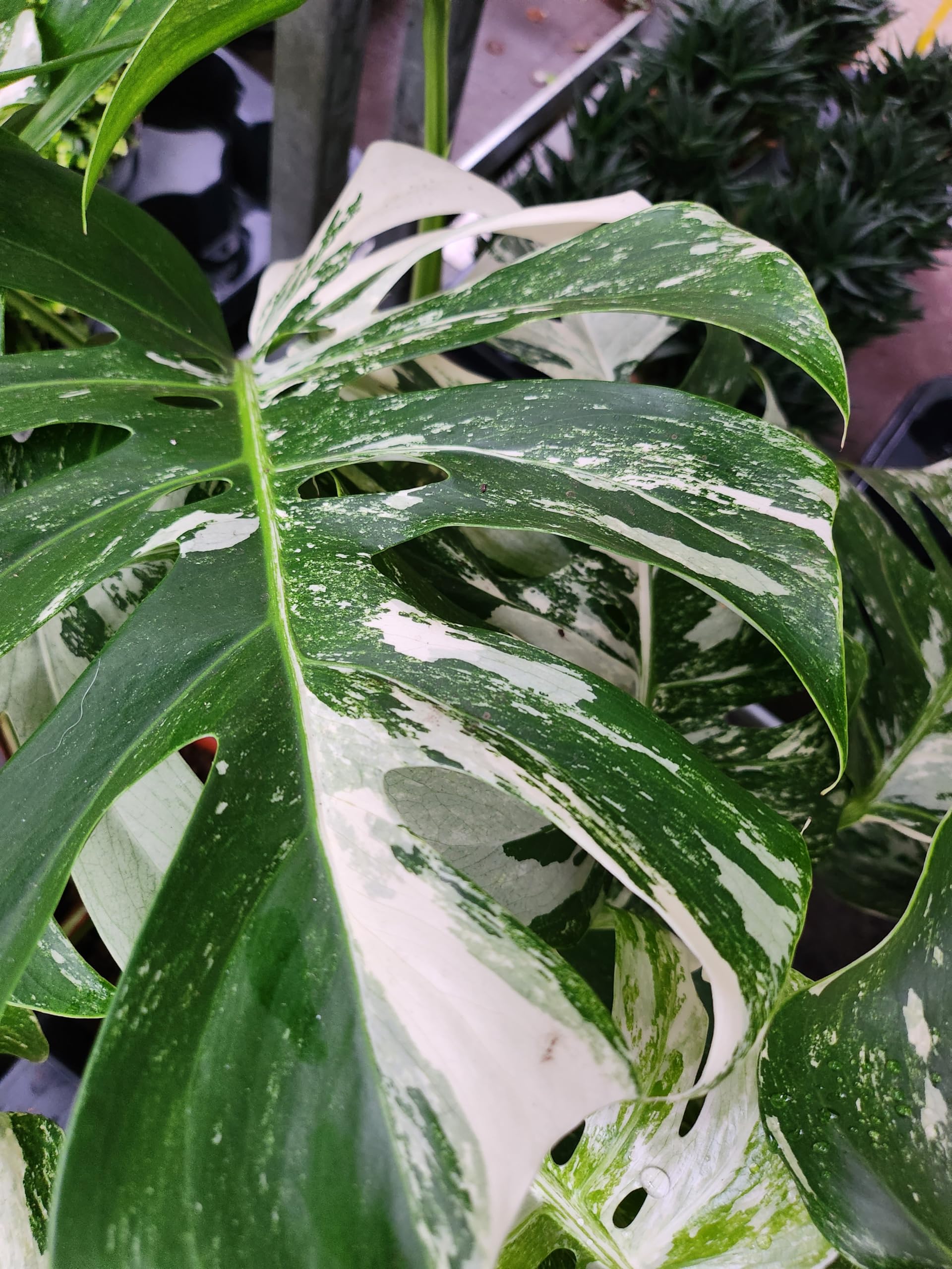 POWERS TO FLOWERS - PHYLODENDRON PERTUSUM, MONSTERA DELICIOSA ALBO VARIGATA, IN VASO 14CM DIAMETRO, pianta vera