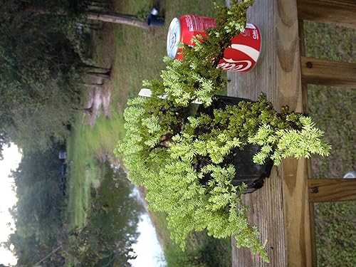 Bonsaiboy Pre Bonsái Enebro Bonsái Árbol pequeño (Juniper Procumbens nana)