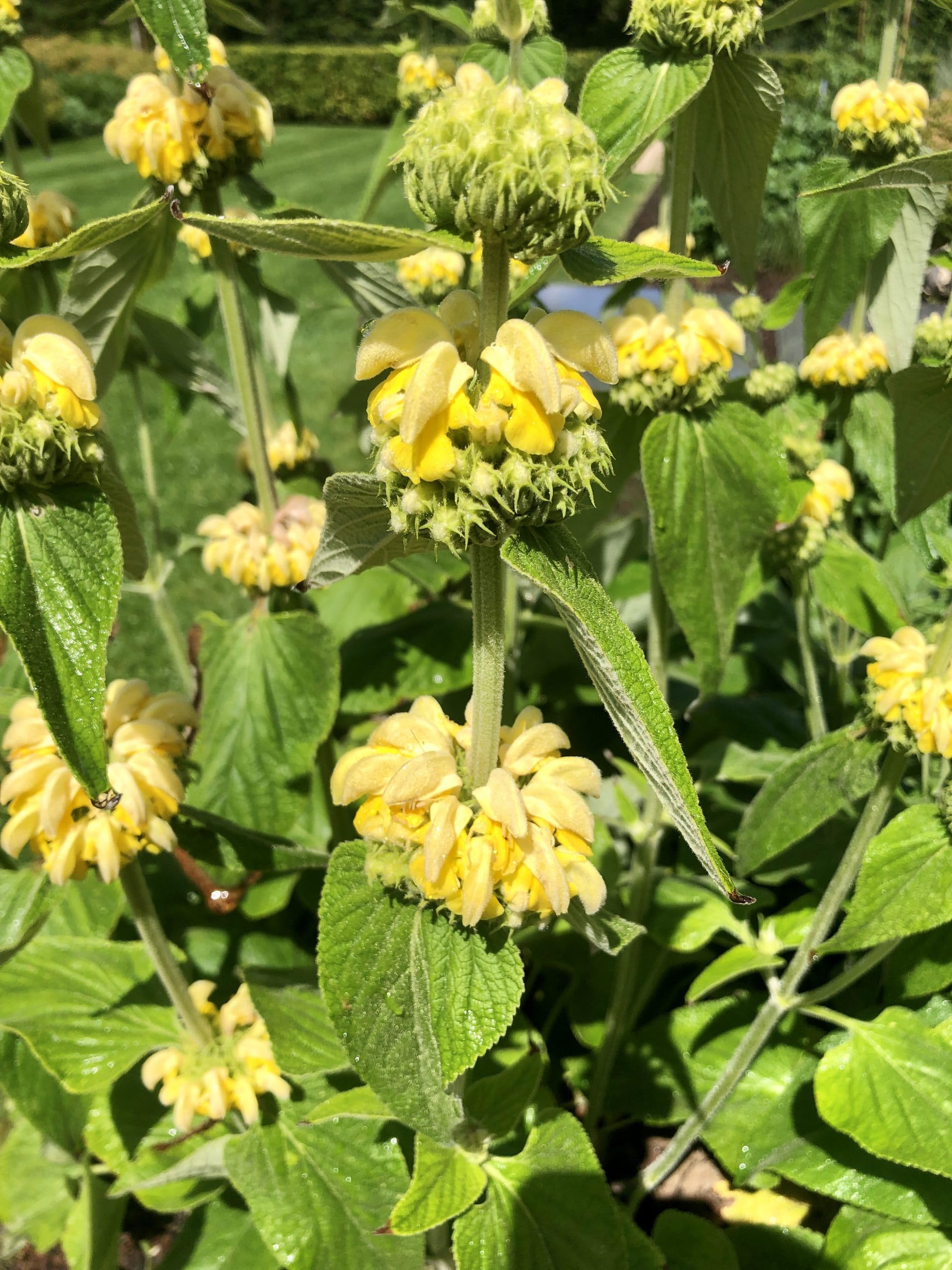 6 x Phlomis russeliana - Épilobe, Fleur de scène, Fleur de feutre en pot de 9x9 cm