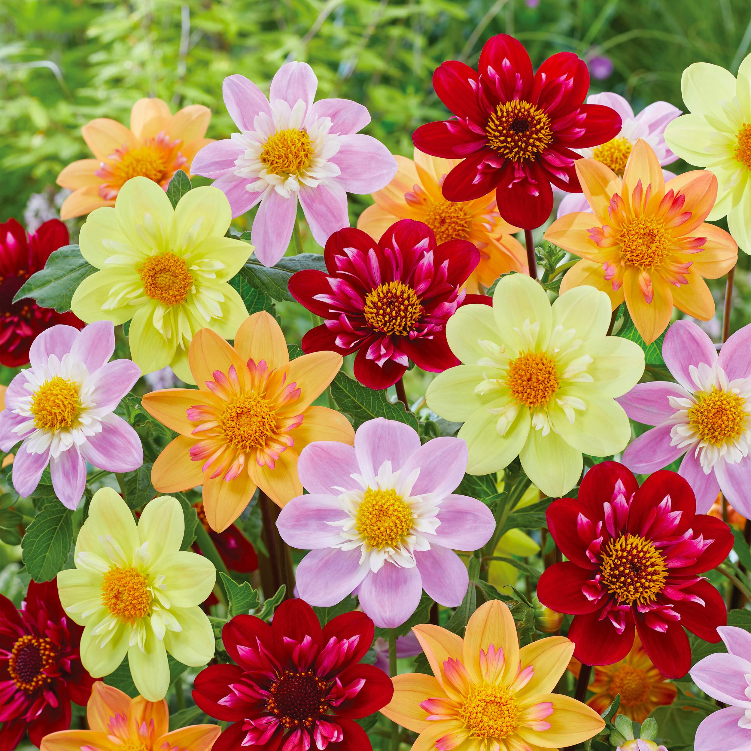 Garden State Bulb Topmix Single Mix Multi-Color Dahlia