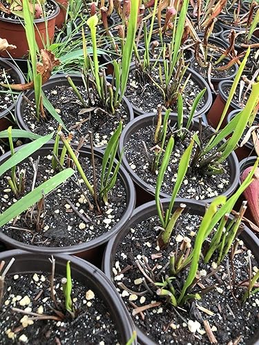 Miniatura 2 de Planta de jarrón carnívora Sarracenia Flava forma de rizoma de raíz desnuda