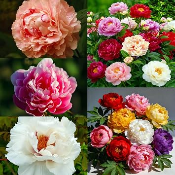 CarpetC 200+ Mixed Peony Seeds for Planting, Paeonia Hardy Perennial with Large Fragrant Blooms, Non-GMO Heirloom for Garden, Home Containers and Cut Flowers