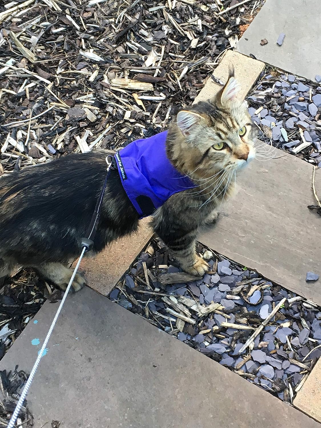 Mynwood Cat Jacket/Harness Purple Adult Cat