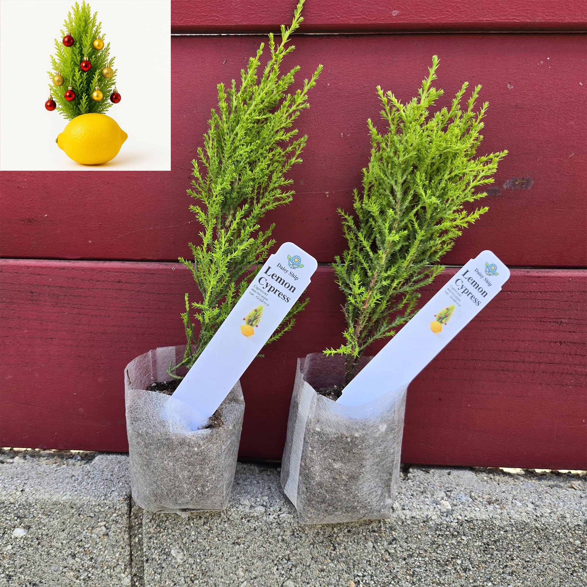 Lemony Christmas Tree Lemon Cypress