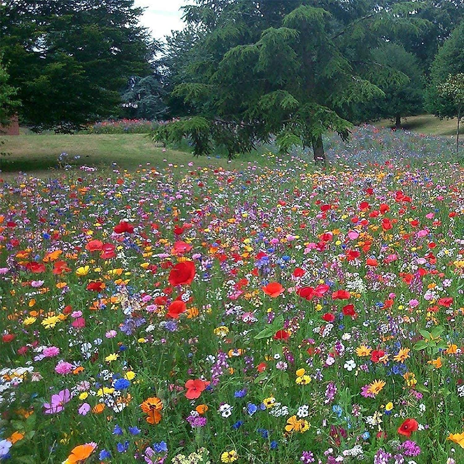 100g Pure Wild Flower Meadow Certified Seeds Over 20 Species of Flower Amazing Value Bulk WholesaleMix 777
