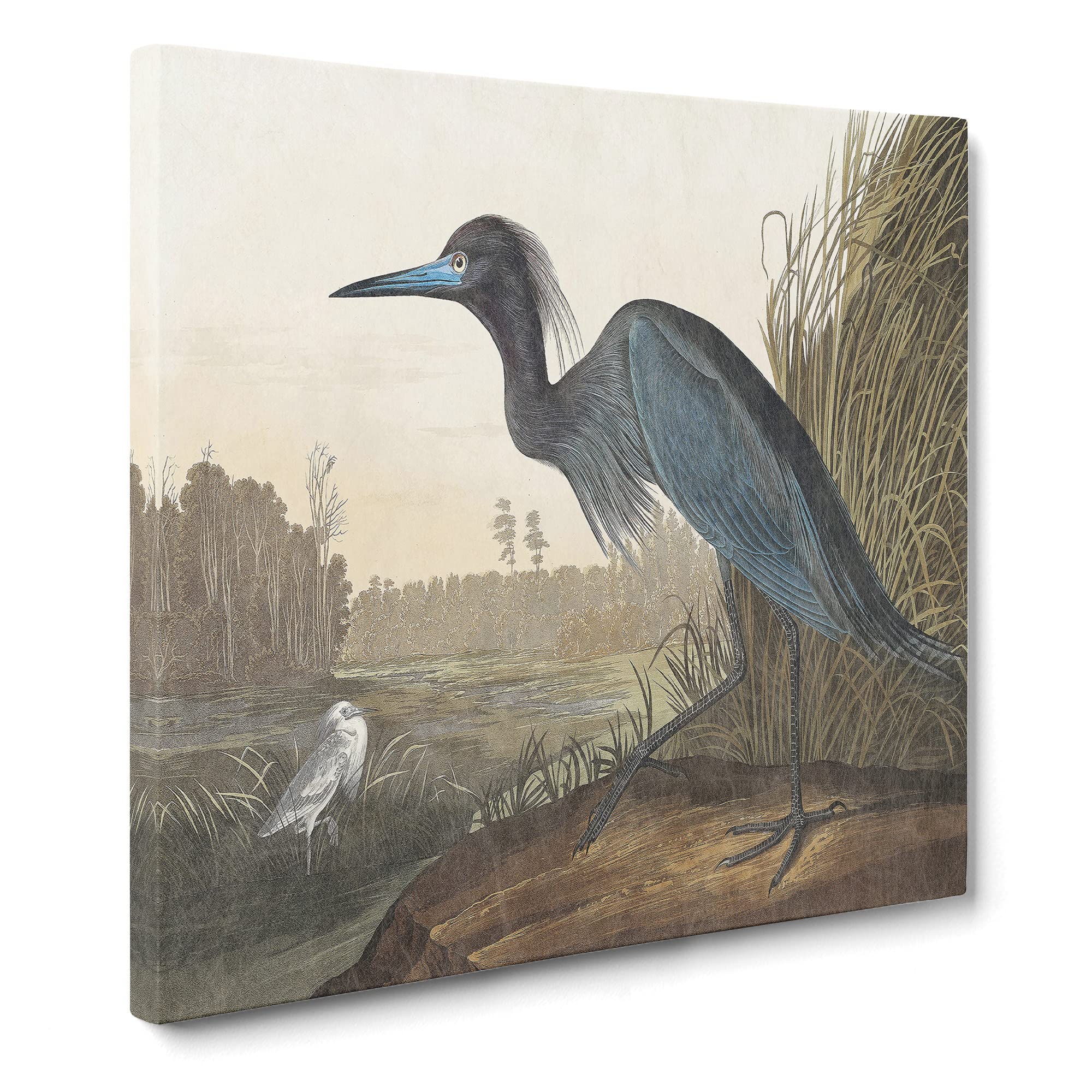 Blue Heron by John James Audubon Canvas Print, Mixed, 35L x 35W cm