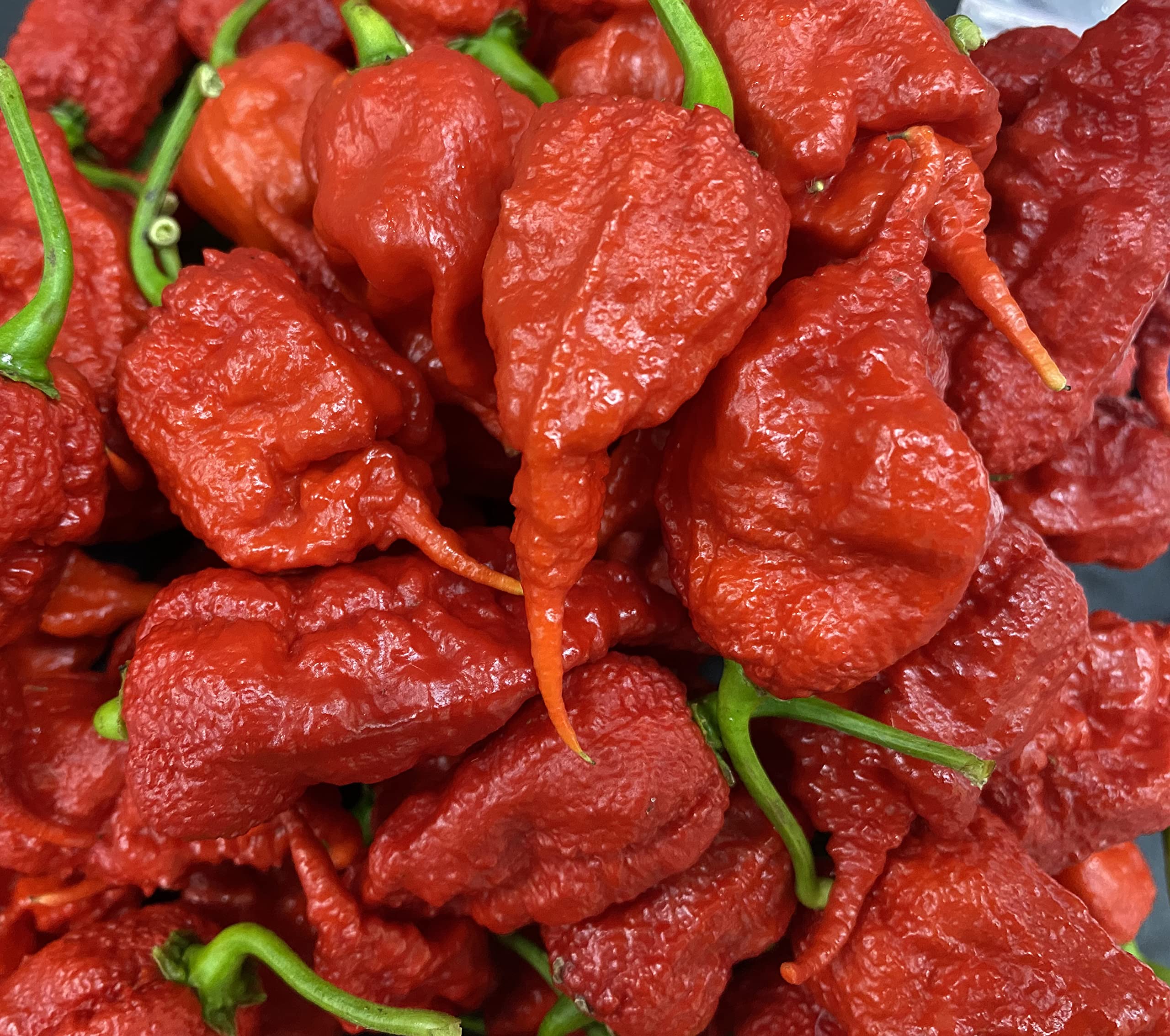 Primotalii Chile Pepper Premium Seeds for Planting Packet Possibly Hottest in The World