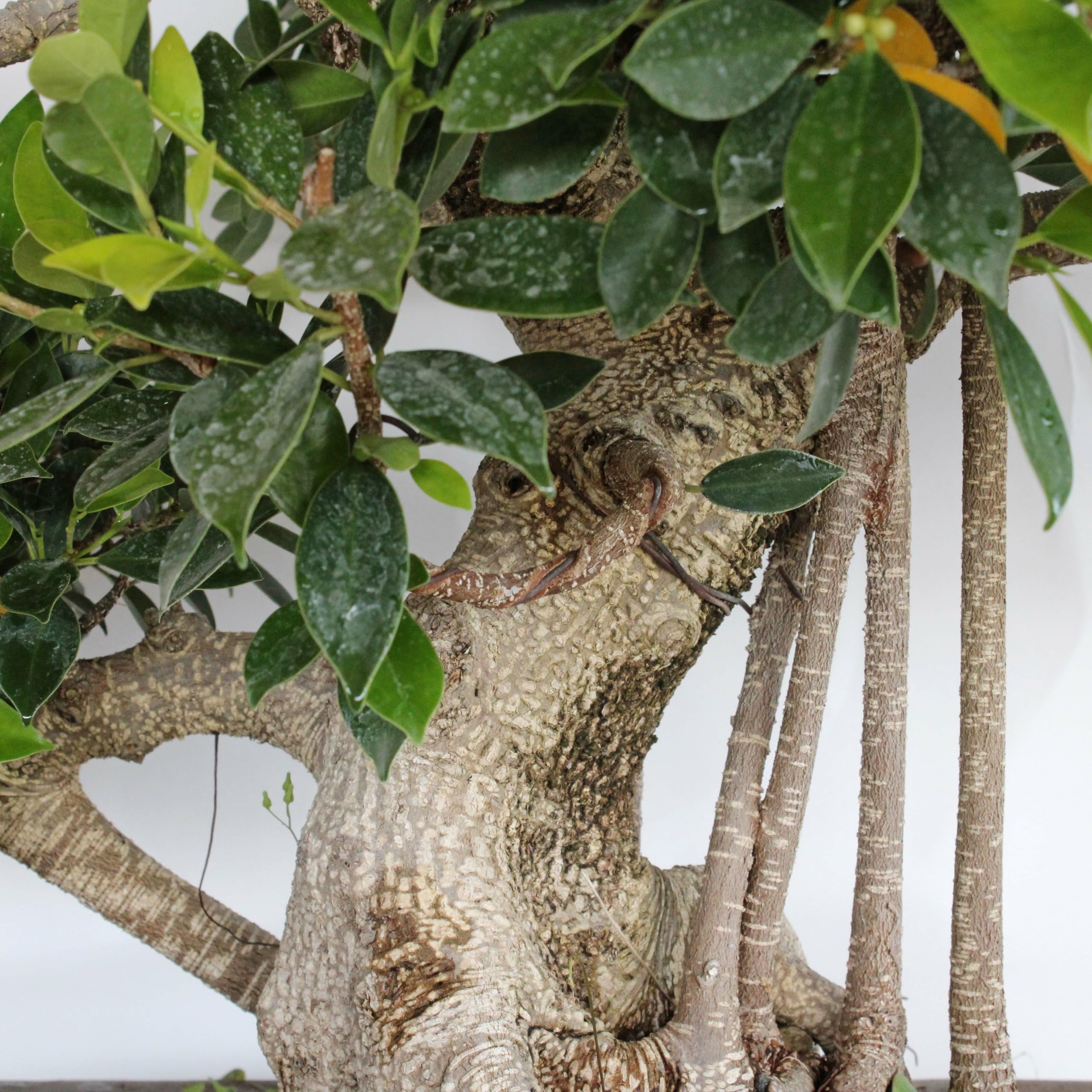 KENTIS - Bonsai Ficus Microcarpa - Bonsai Ficus Retusa - Naturalles Plantes d'Intérieur - Pot en Céramique Artisanal - H 95-105 cm Pot Ø 46 cm