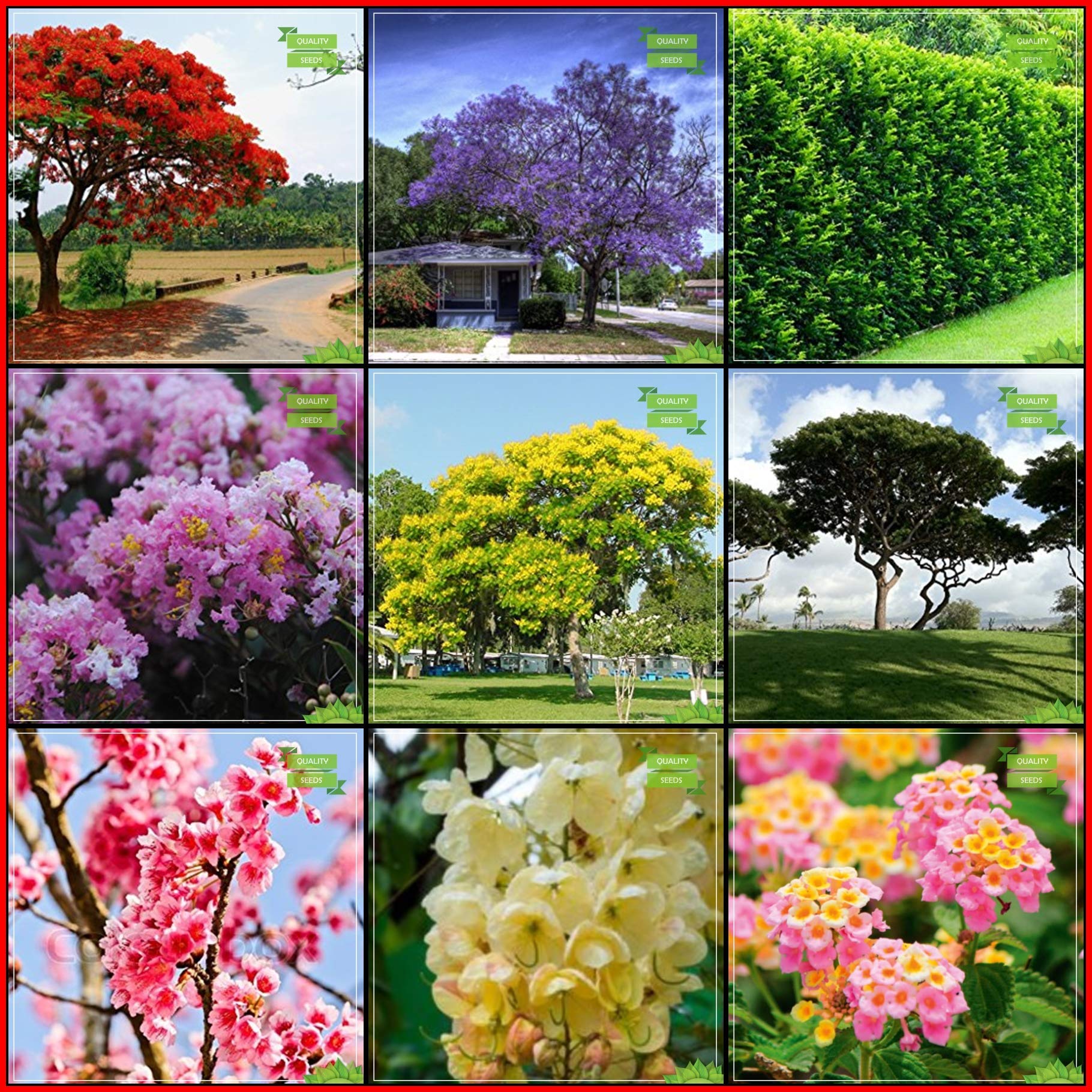 Buy OhhSome Season Combo Tree Jacaranda, Flame Tree, Orange Jasmine