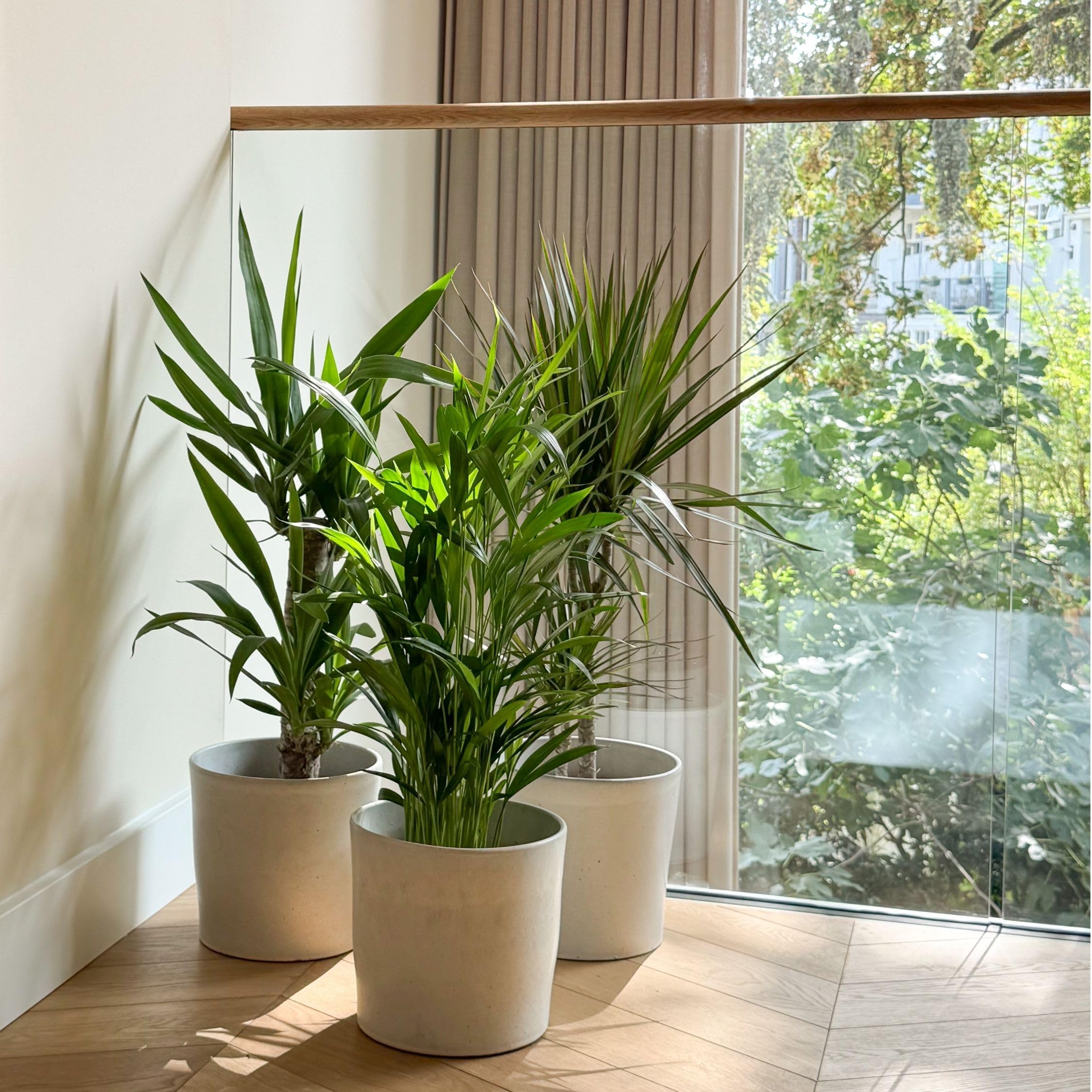 Plant in a Box - Zimmerpflanzen XL - 3er Mix - Palme - Areca, Dracaena,  Yucca - Grne Zimmerpflanzen - Topf 17cm - Hhe 70-90cm : Amazon.de: Garten