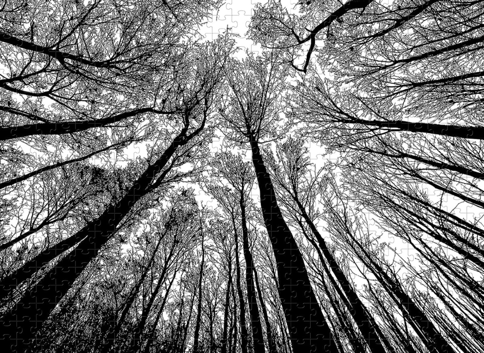 3000 pièces Puzzle en Bois Noir et Blanc Arbres Naturel Paysage Artisanat Cadeau Famille Classique Puzzle