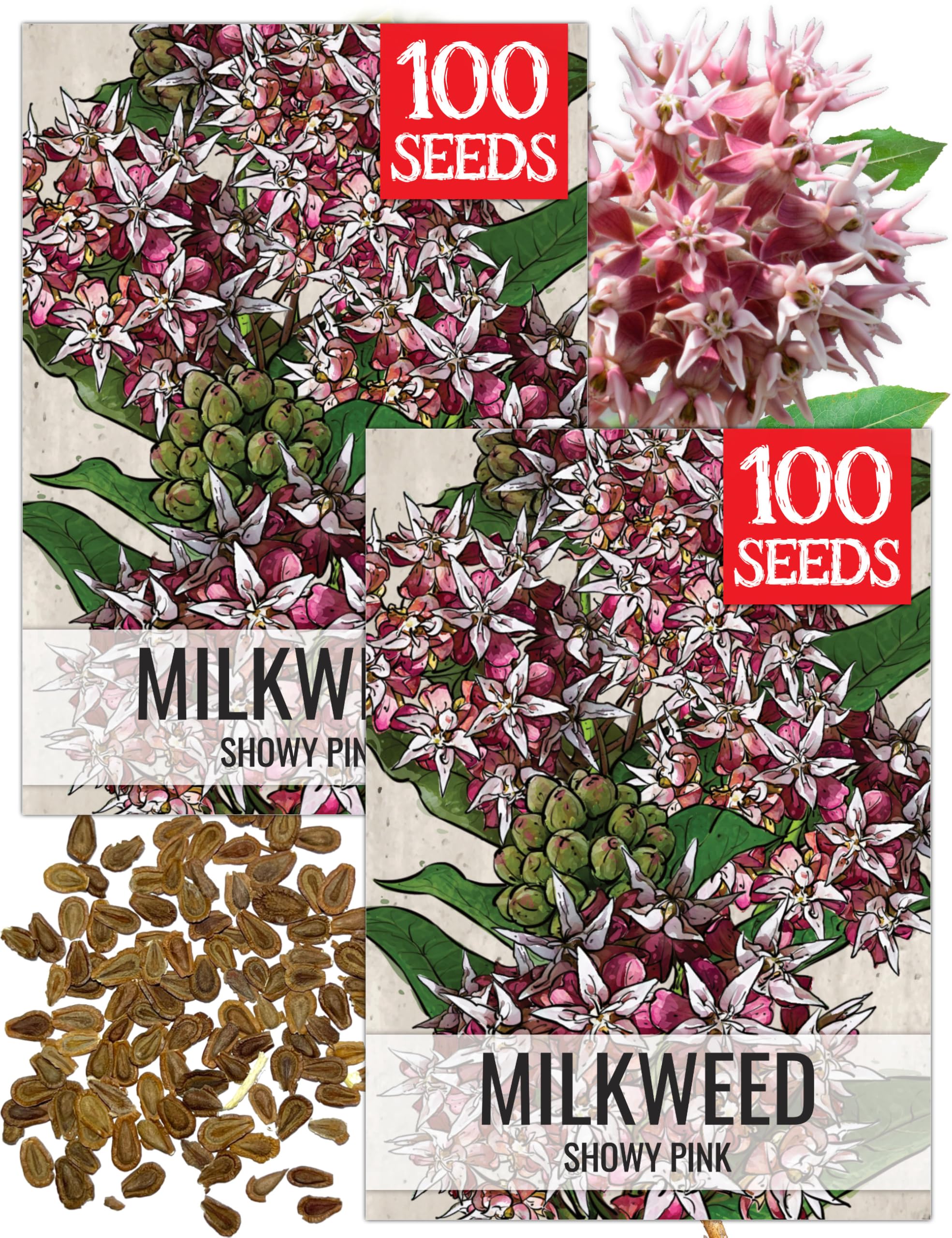 Seed Needs Showy Milkweed Seeds to Attract Monarch Butterflies 2 Packs