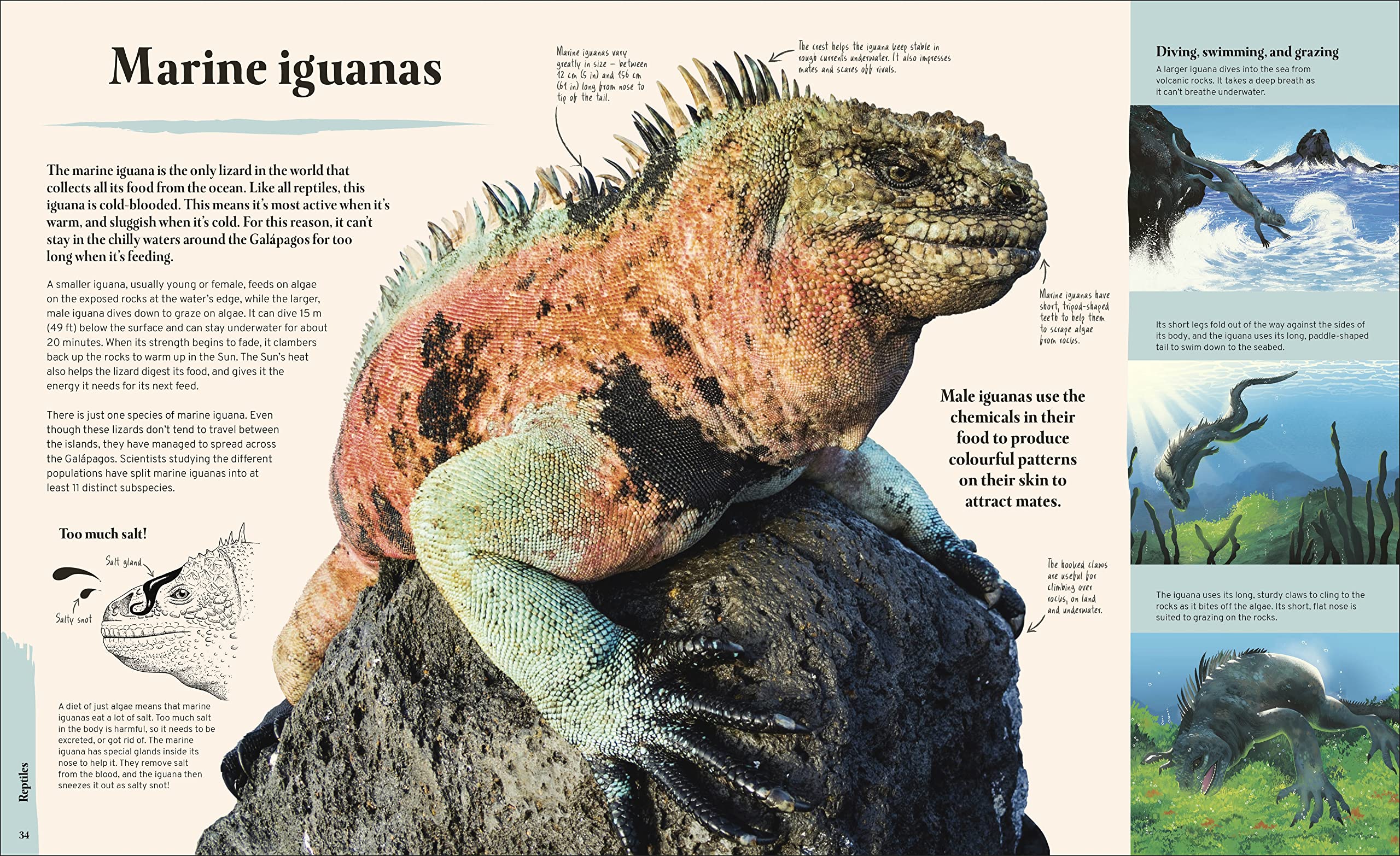 Galapagos: A Unique World of Natural Wonders