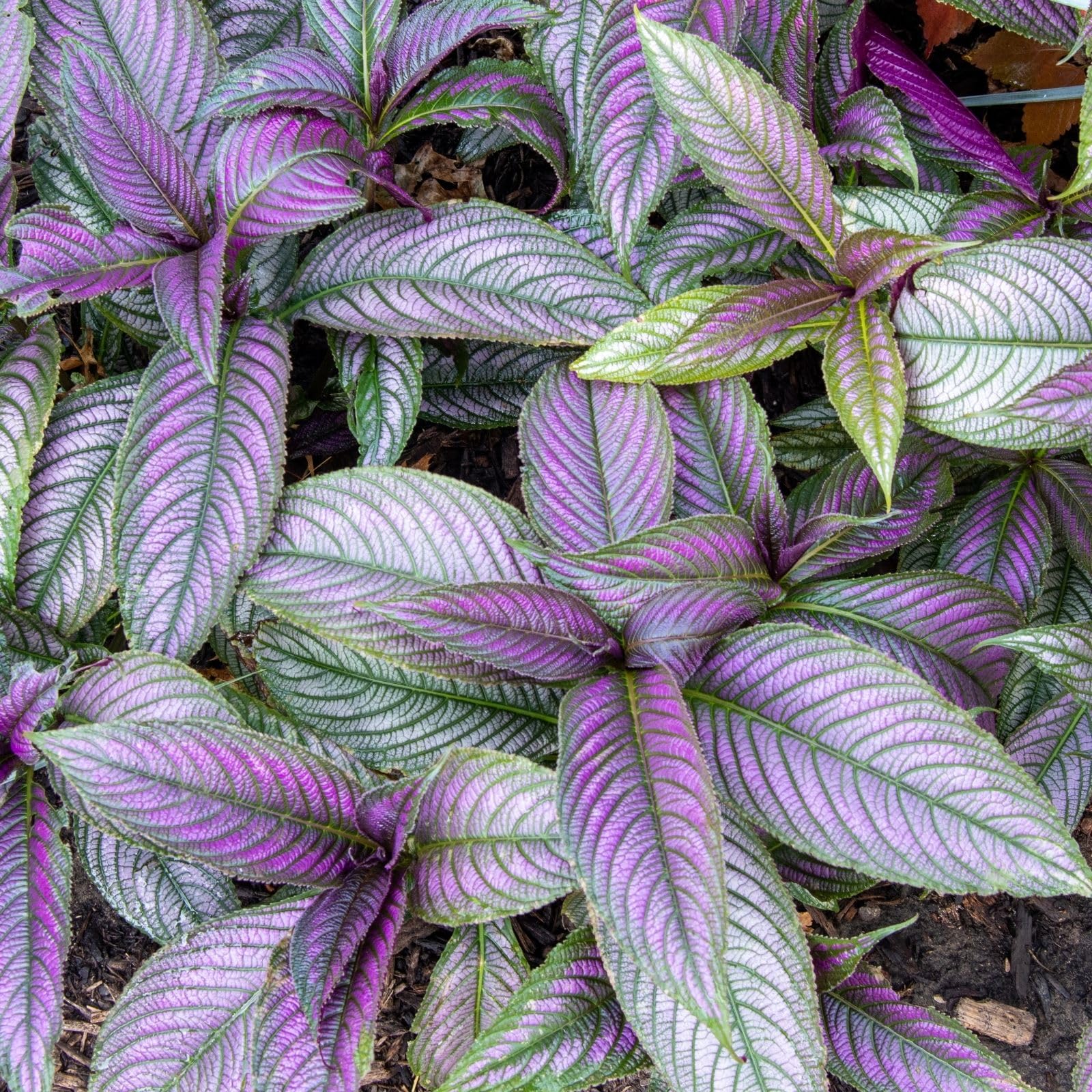 Clovers Garden Persian Shield (Strobilanthes) Plants Two (2) Live Plants – Non-GMO - Not Seeds - Each 4" to 8" Tall – in 4" Inch Pots - Exotic Foliage