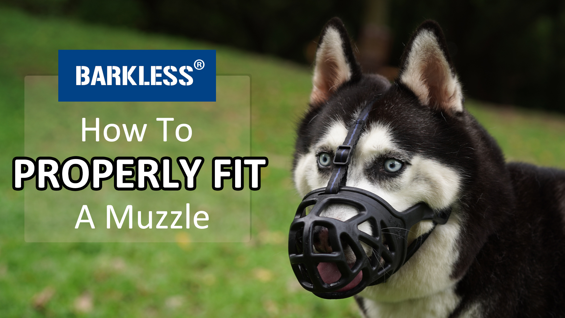 Watch How To Fit - BARKLESS Basket Dog Muzzle on Amazon Live