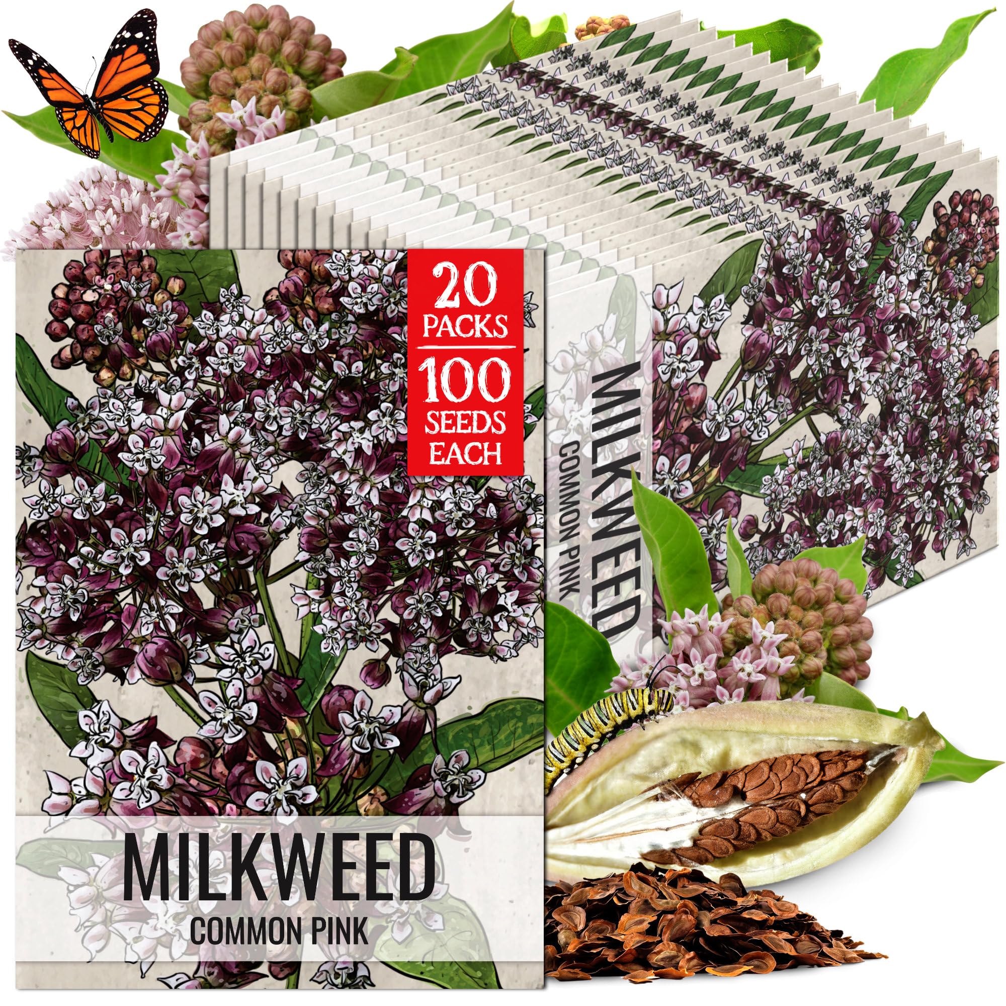 Seed Needs Pink Common Milkweed Seeds for Monarch Butterflies 20 Pack