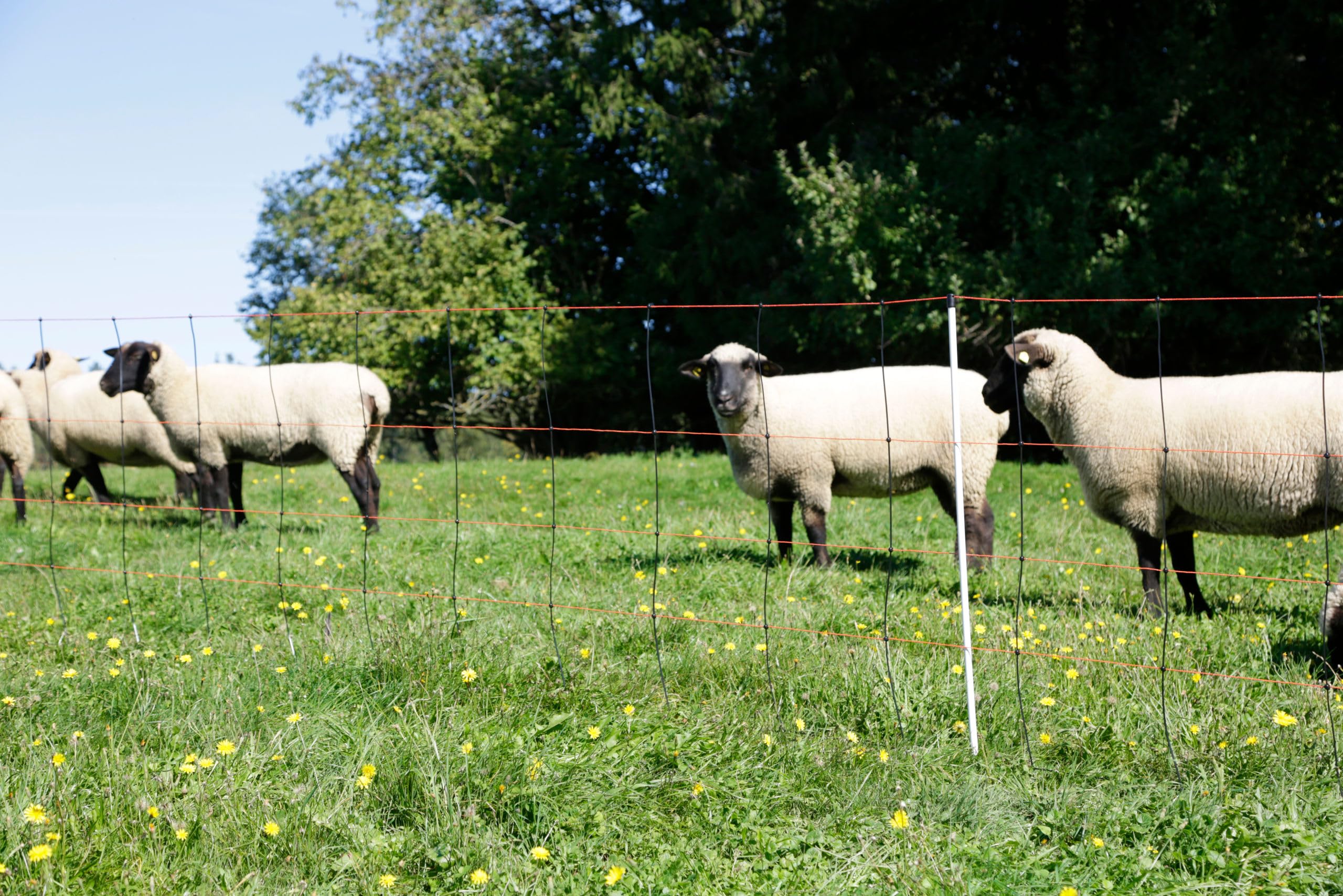 Kerbl Hobbyfarming Siatka do Odstraszania Owiec Titan Light 50 m, Wys. 90 cm, Podwójny Punkt