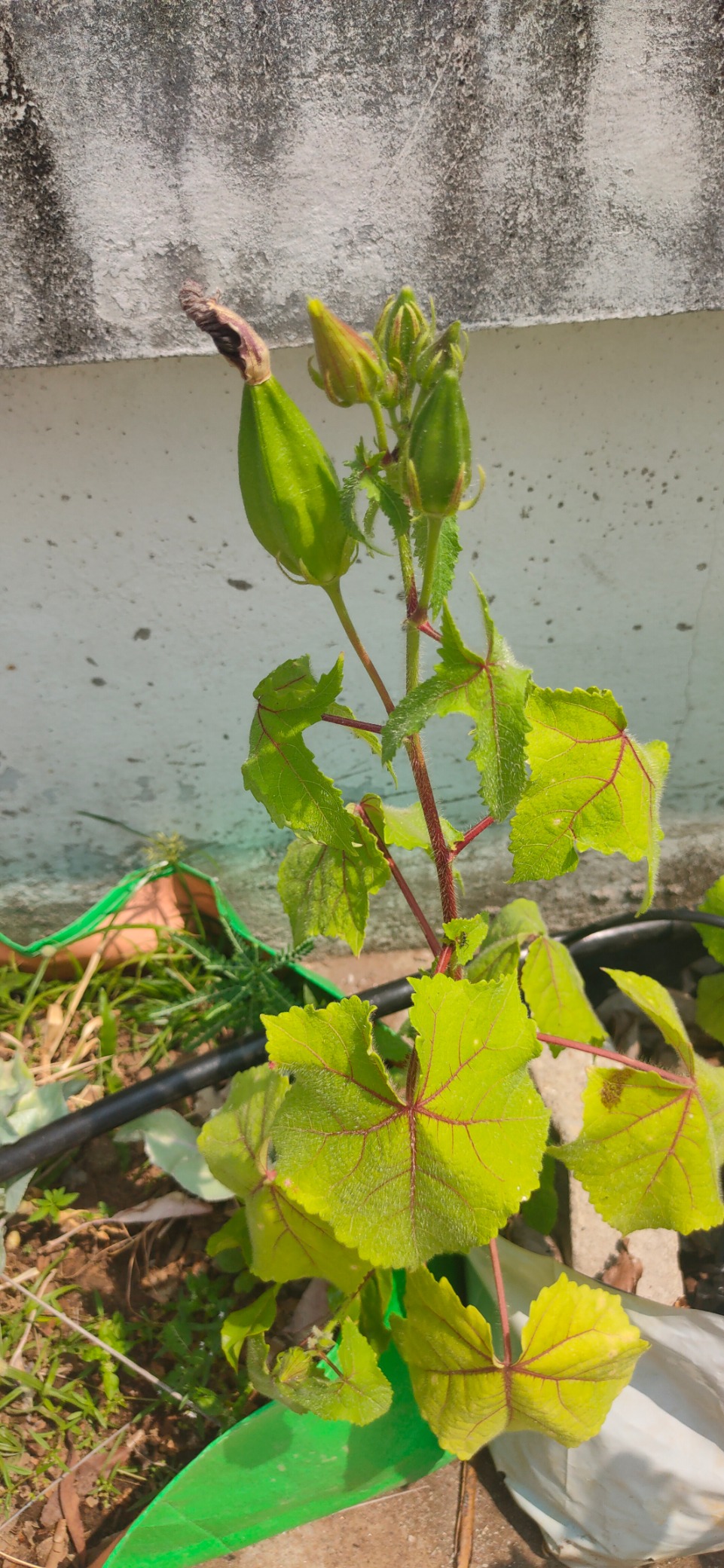 Seeds village Rare Musk Mallow Musk Okra Kasturi Venda Latha kasturi