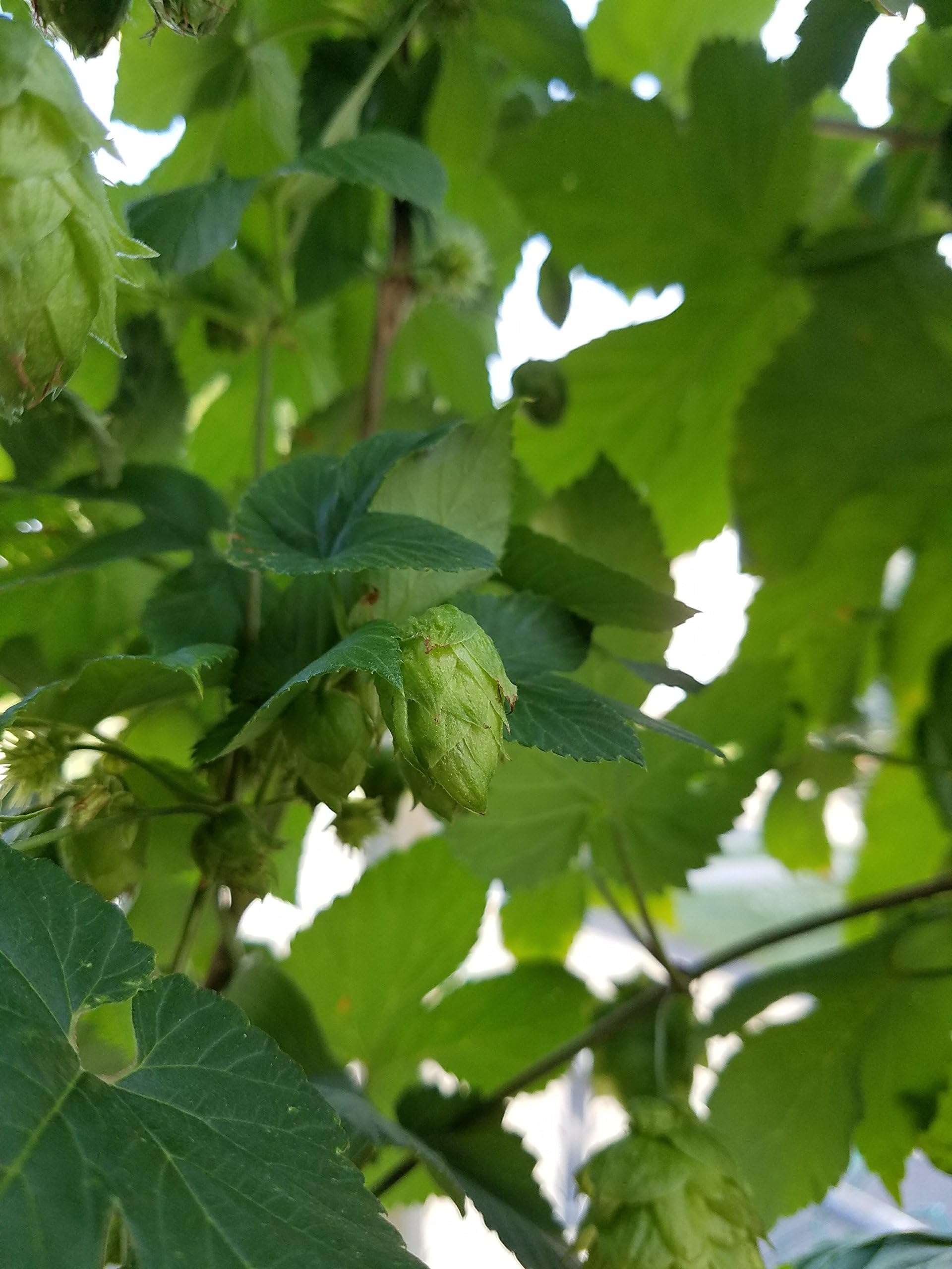 Centennial Hop Rhizome
